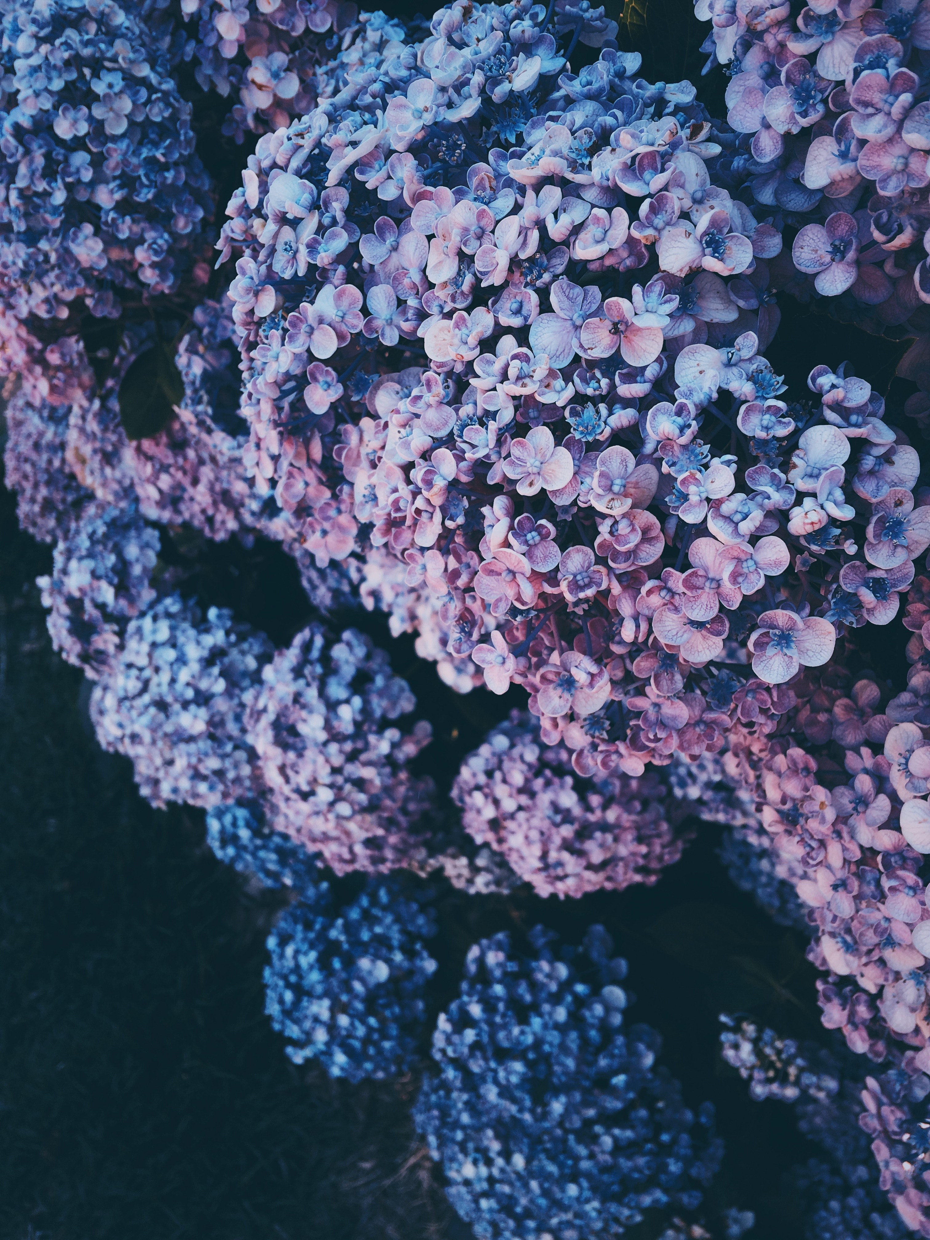 lovely bush on the side 4k, Phone HD Wallpaper