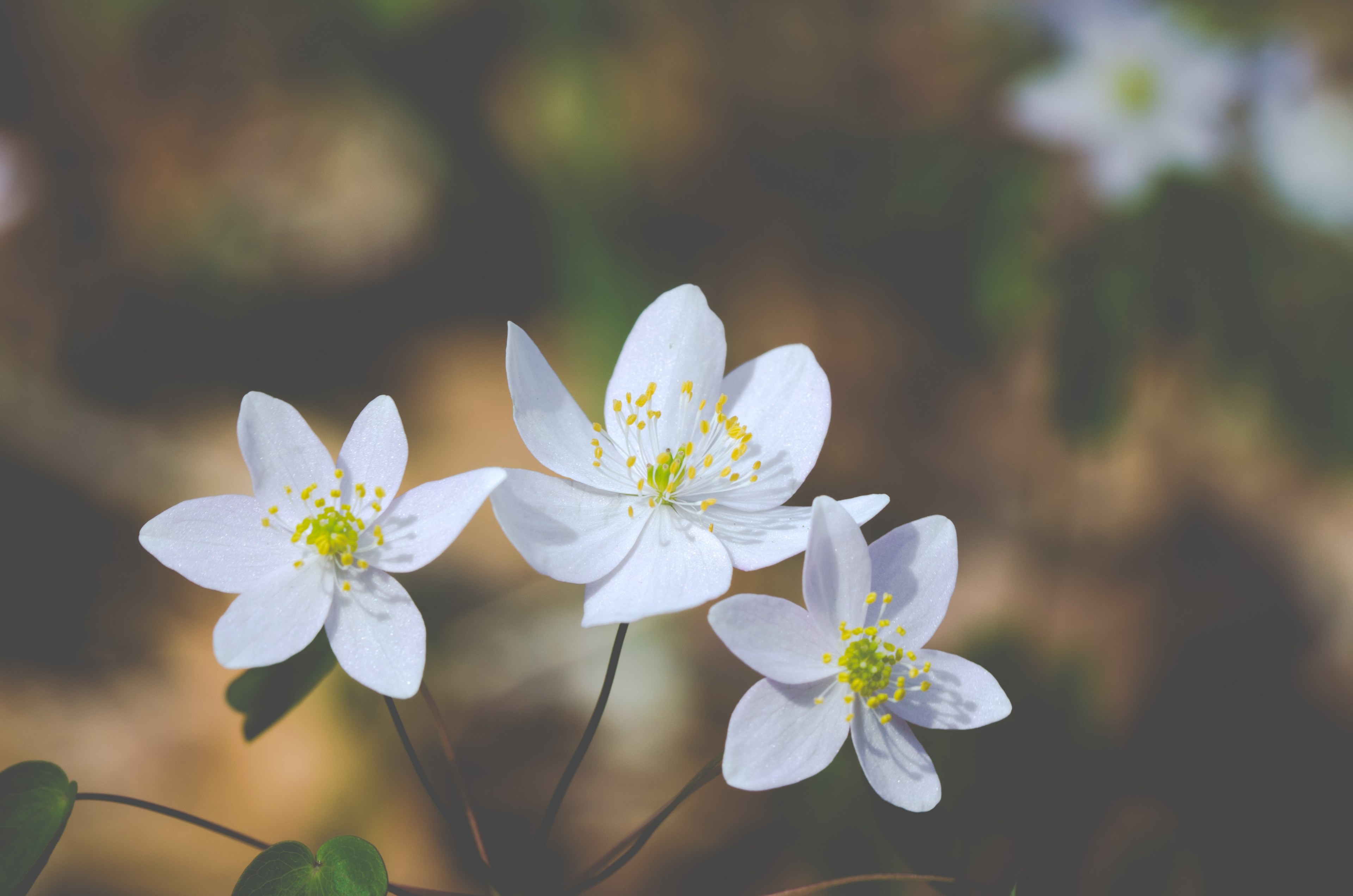 flower branch bouquet and gift 4k, HD Wallpaper