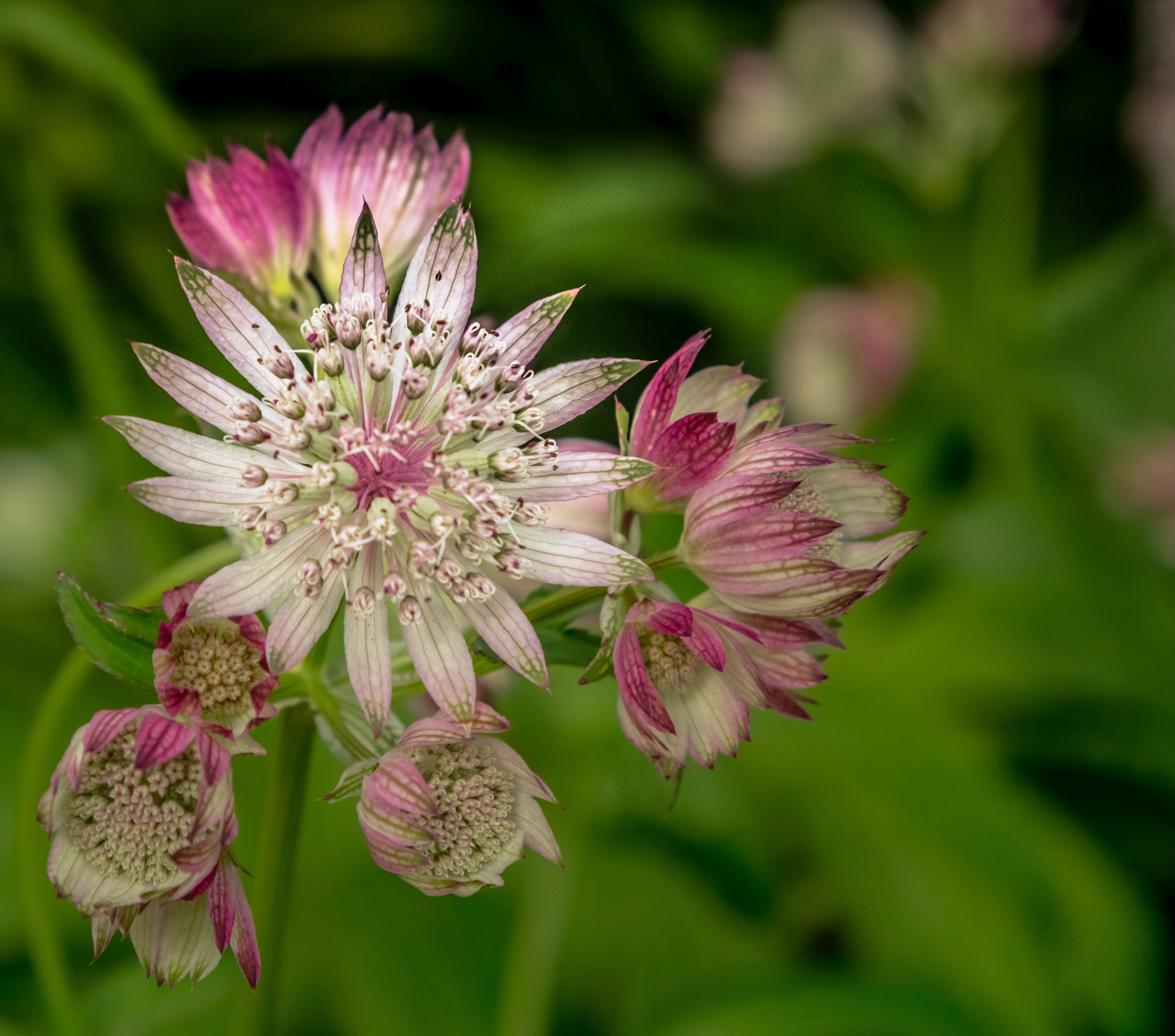 garden summer is here look of summer and summer 4k, HD Wallpaper