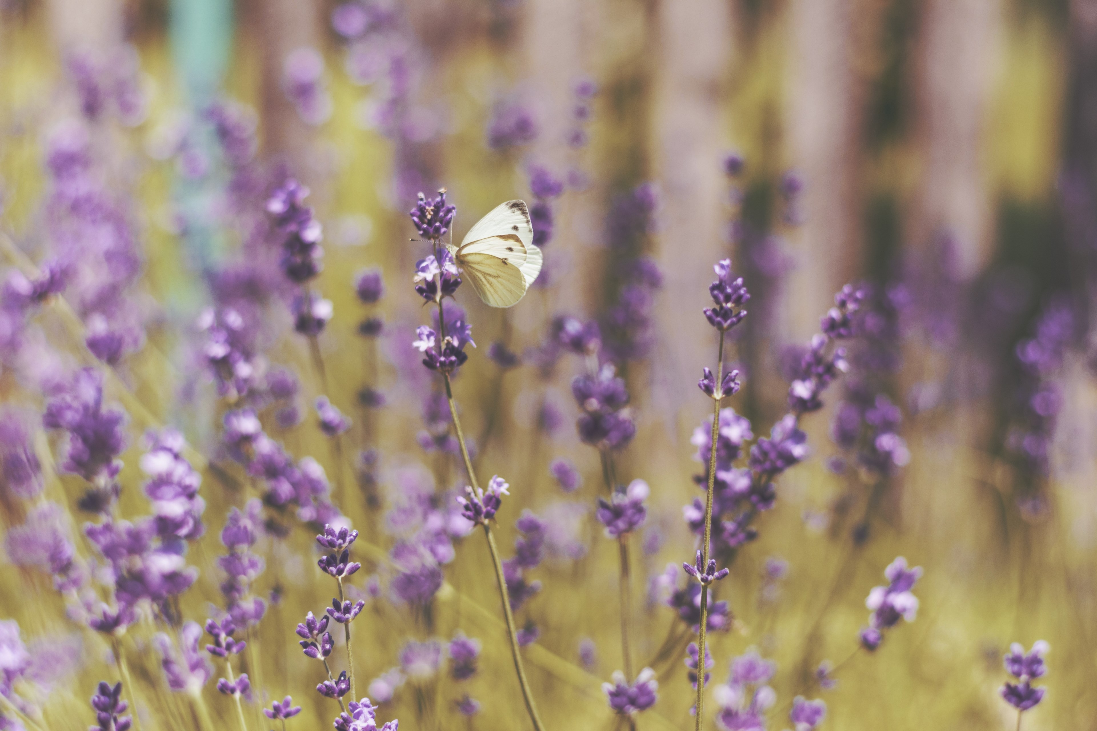 a white butterfly on lavender flowers, lavender and a butterfly 4k, HD Wallpaper