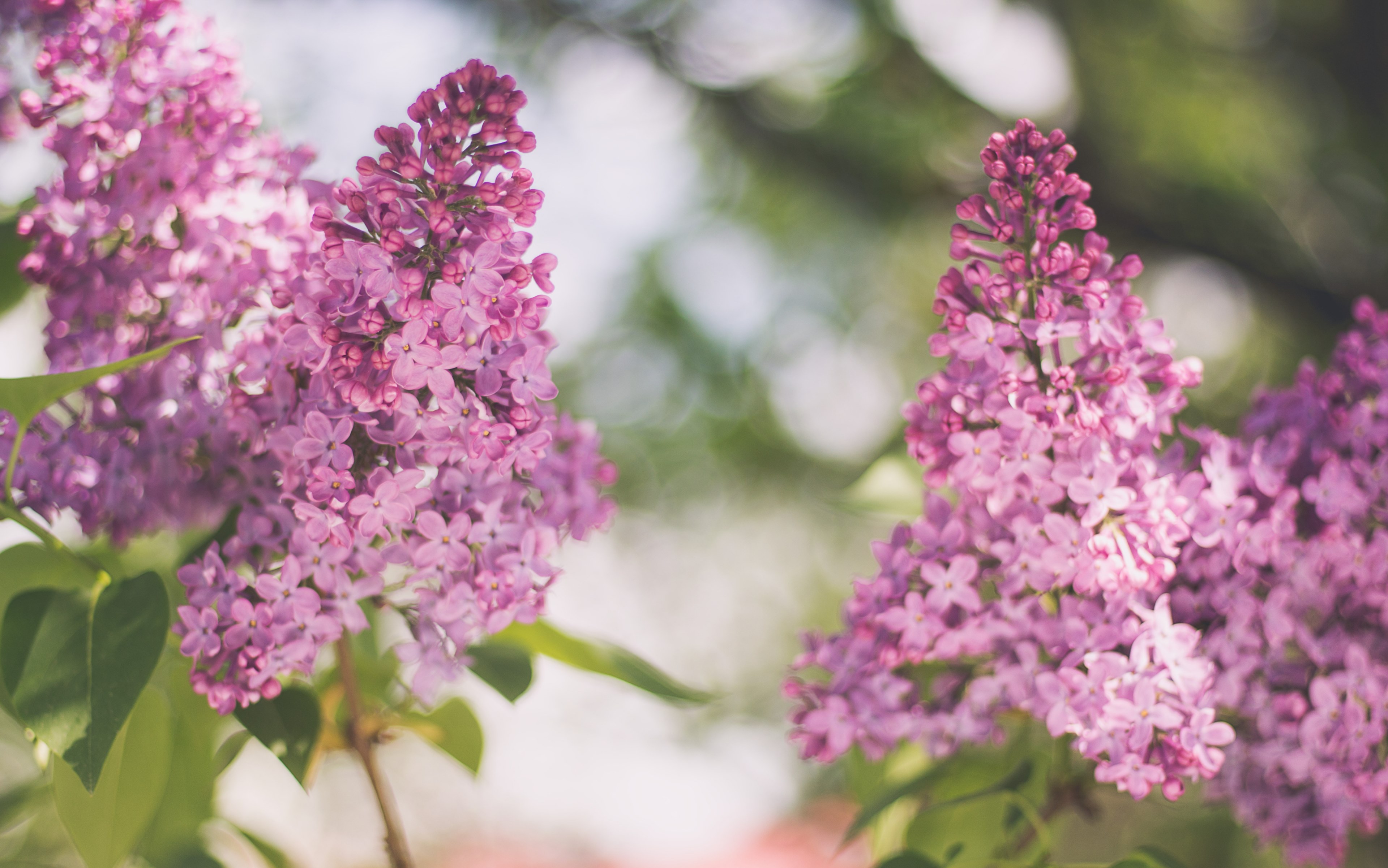 lilac and pink flower in full bloom with green leaves in spring, sensuality 4k, HD Wallpaper