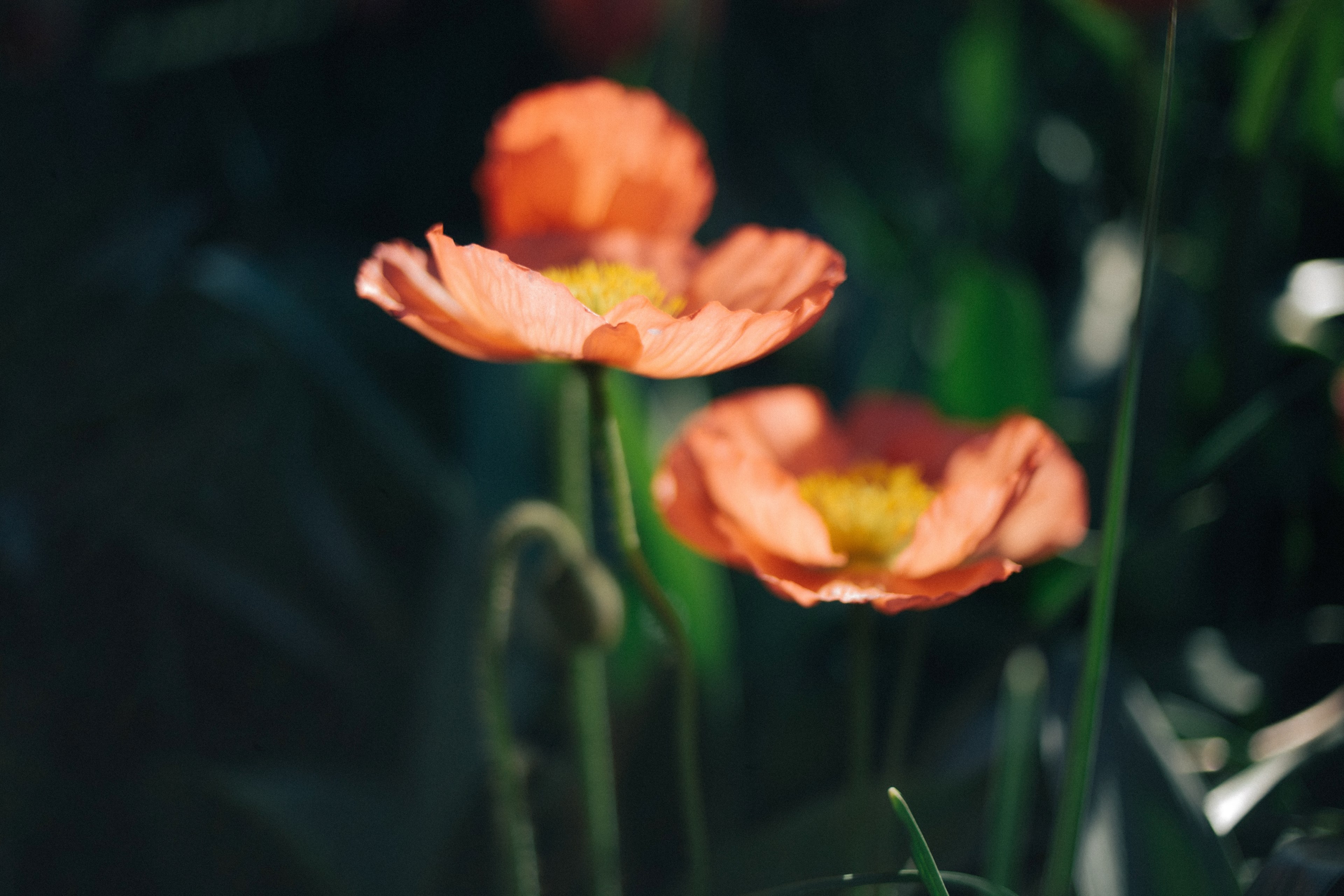 poppy flower petal and floral 4k, HD Wallpaper