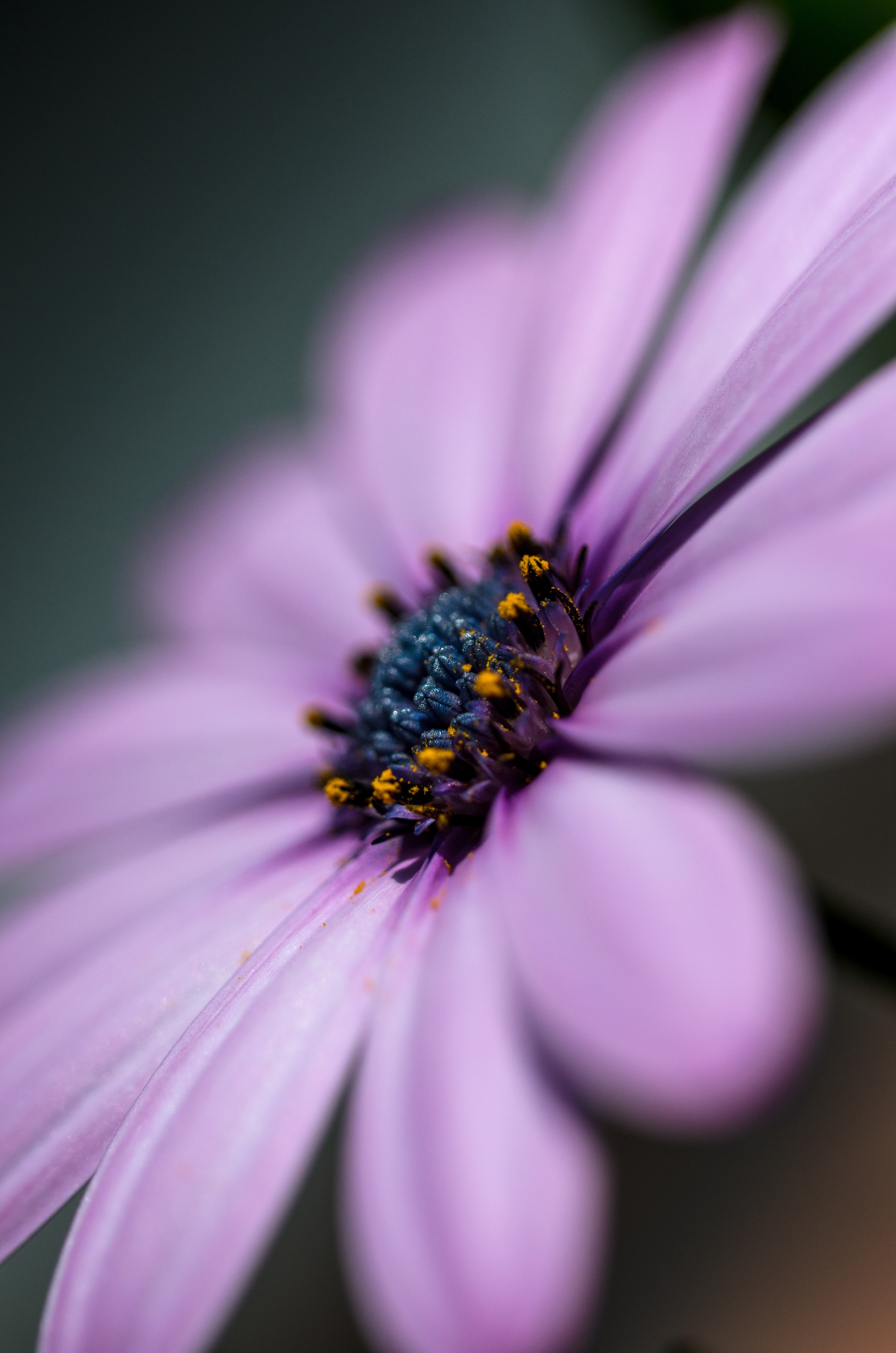purple violet garden and low dof hd, 4k, Phone HD Wallpaper