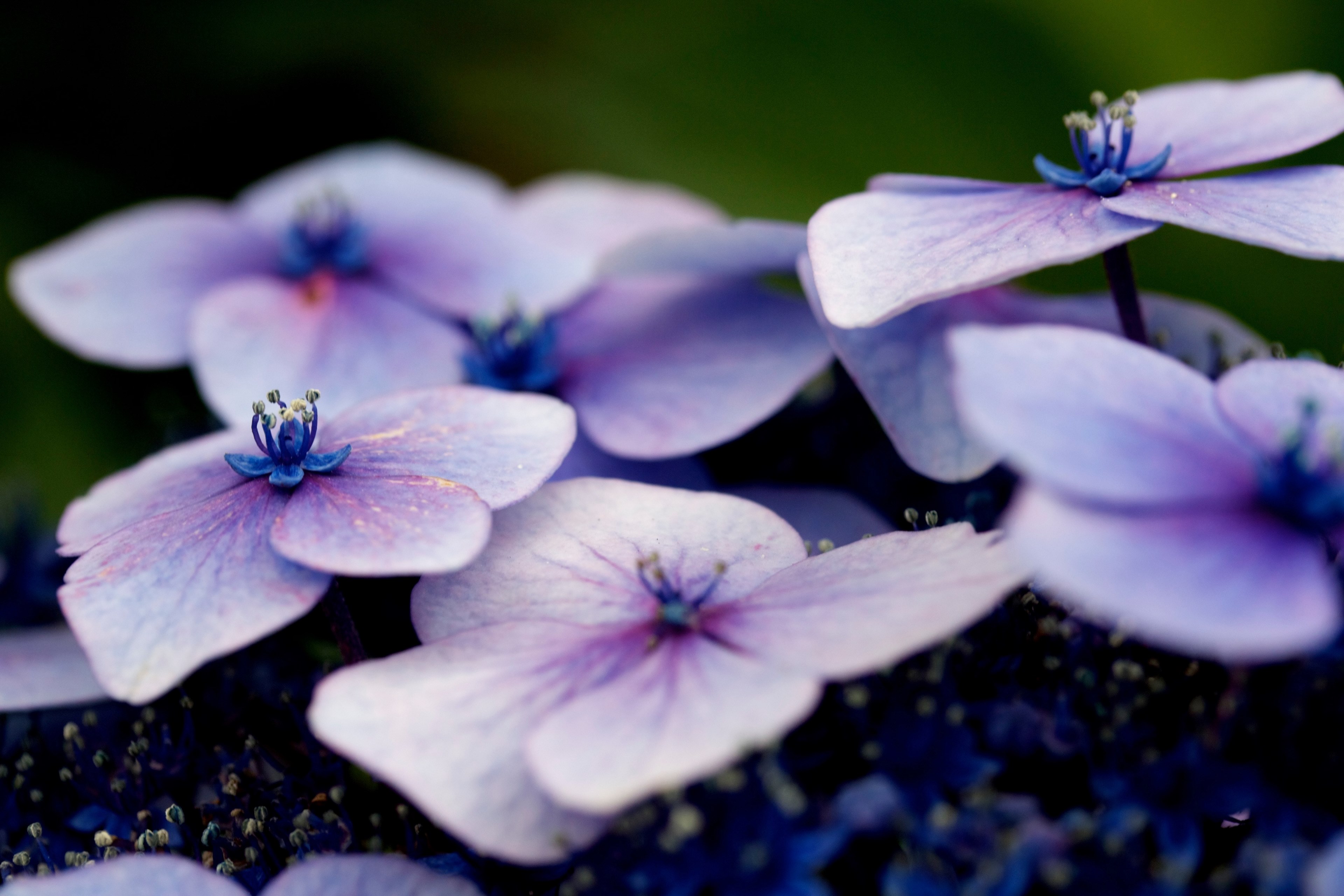 close up of violet hydrangea flowers, violet hydrangea up close 4k, HD Wallpaper