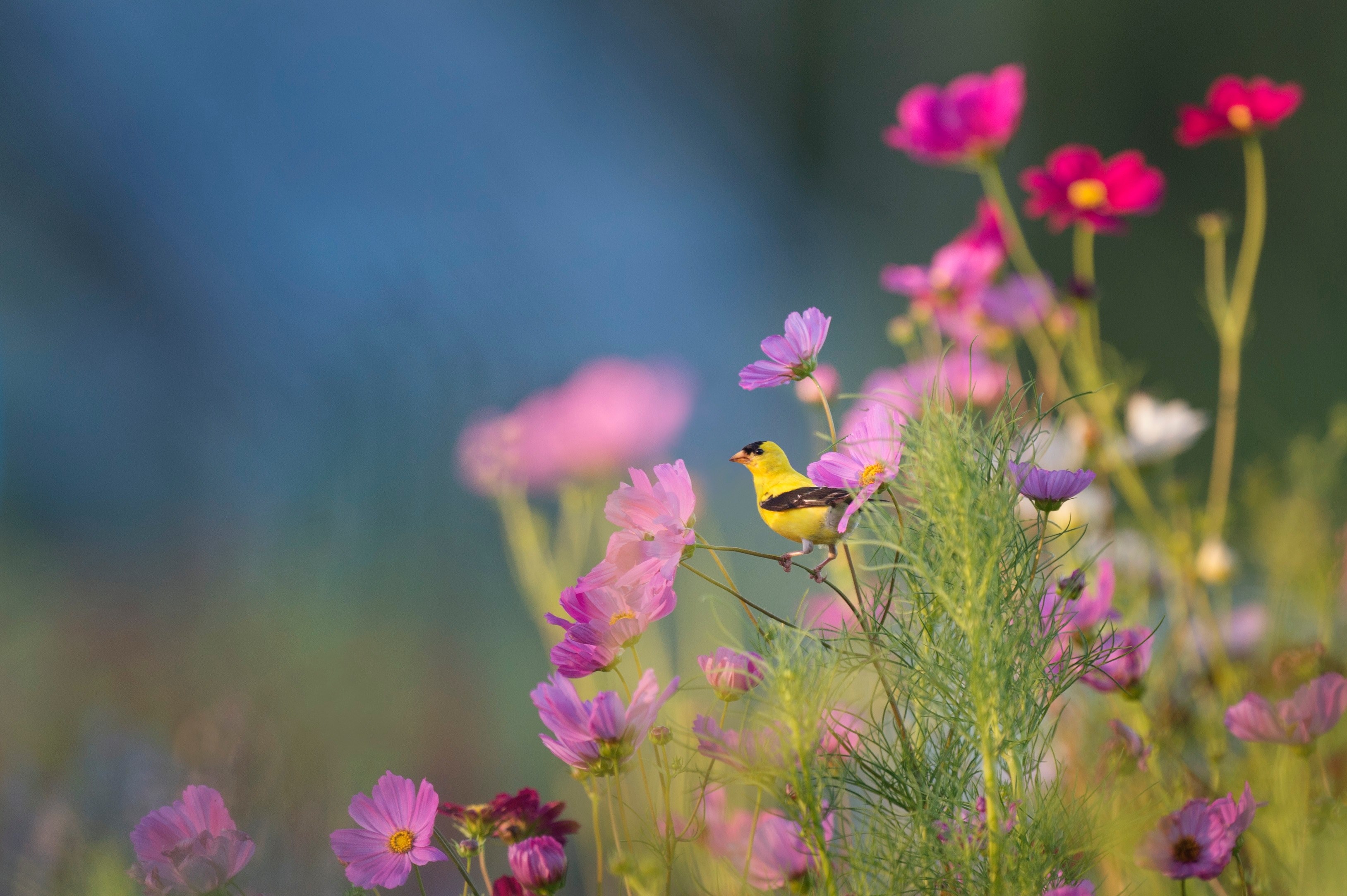 a small yellow bird perched on a stem of a pink flower, bird perched on flowers 4k, HD Wallpaper
