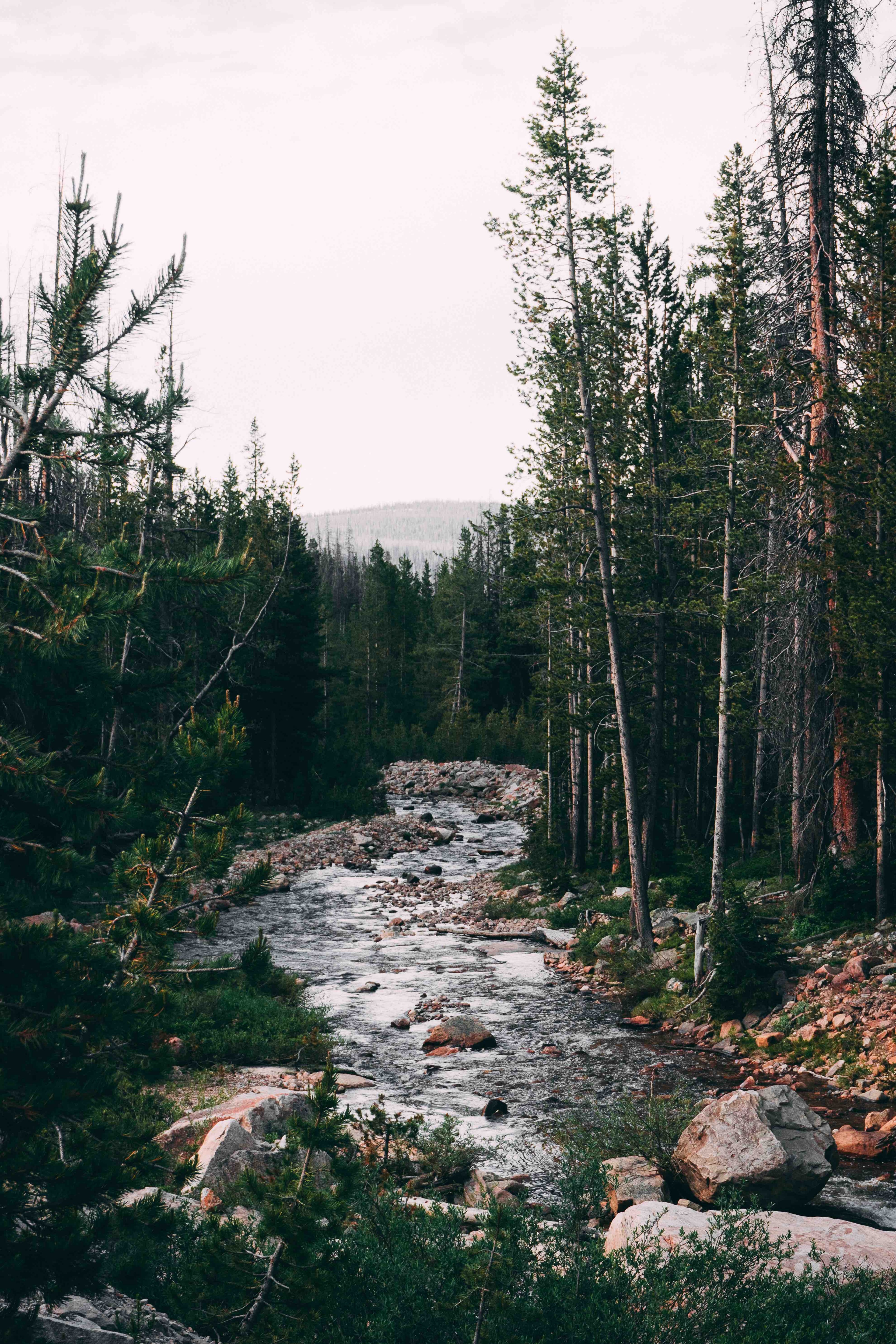 forest river stream and landscape hd, 4k, Phone HD Wallpaper