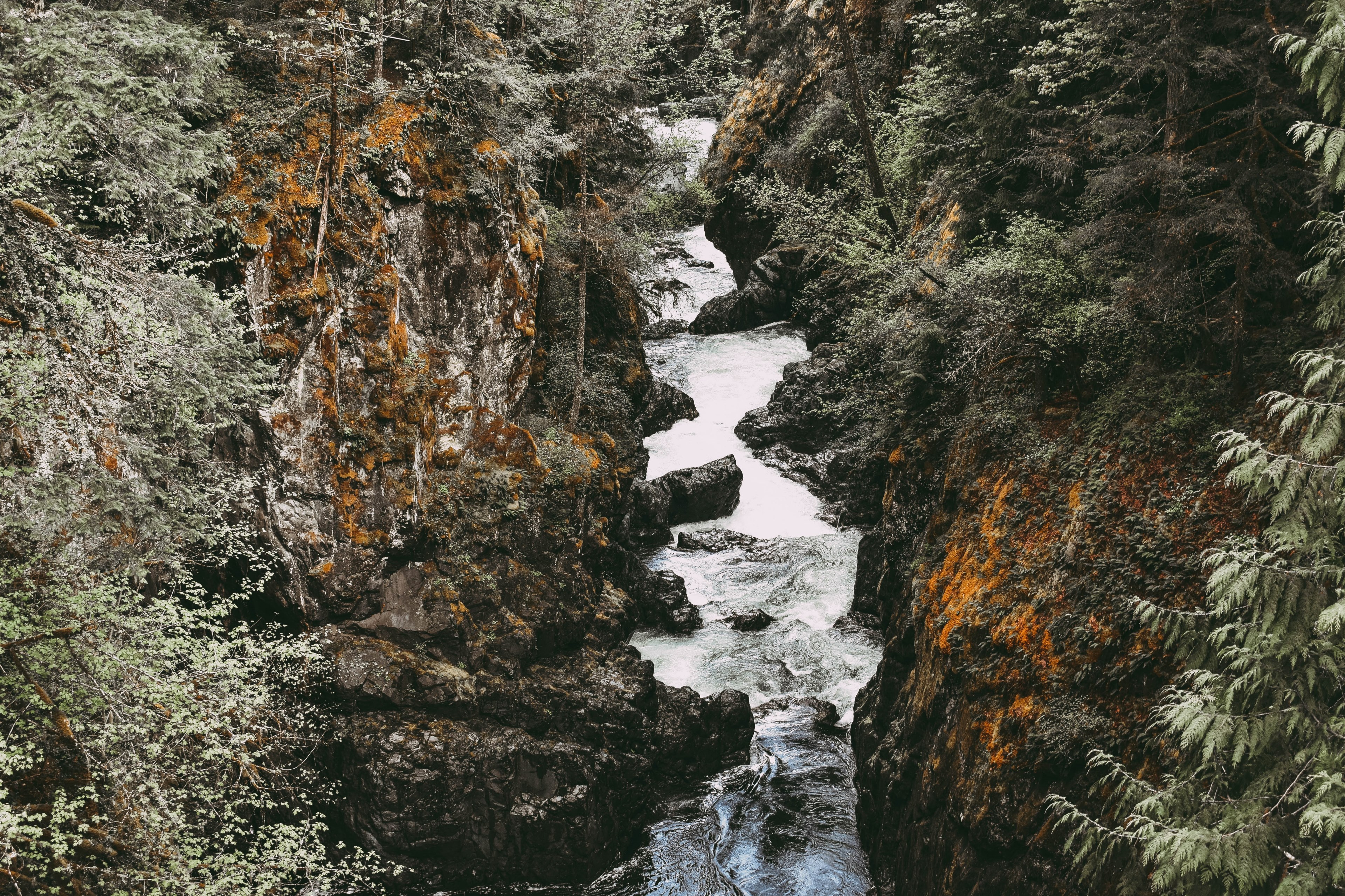 british columbium tree forest and river 4k, HD Wallpaper