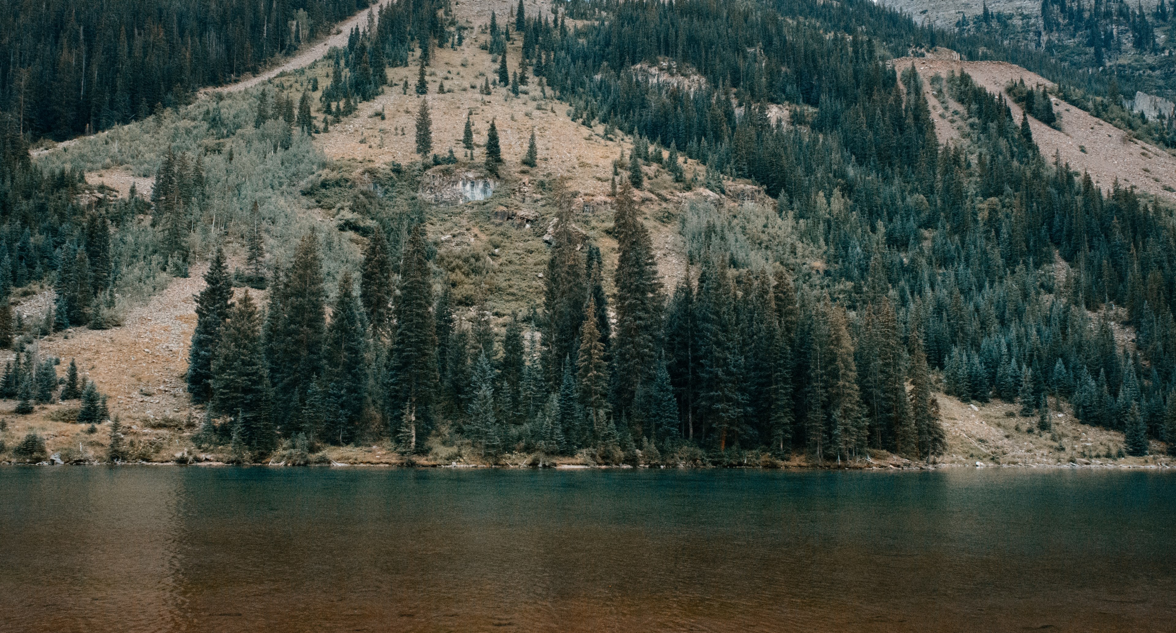 clumps of evergreen trees on a lakeshore in aspen, lakeside conifers 4k, HD Wallpaper