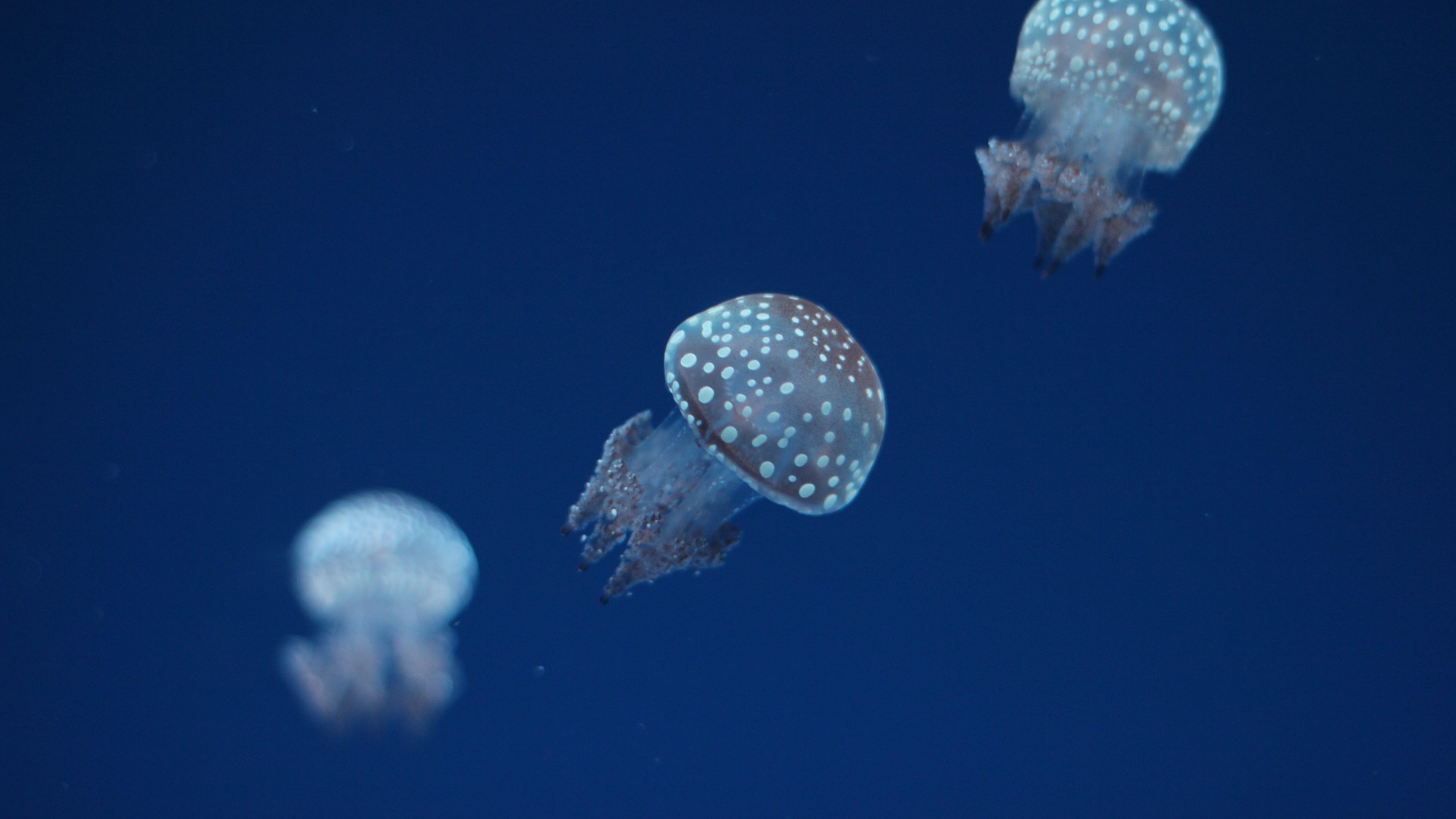 jellyfish, underwater world, spots, 4k, HD Wallpaper
