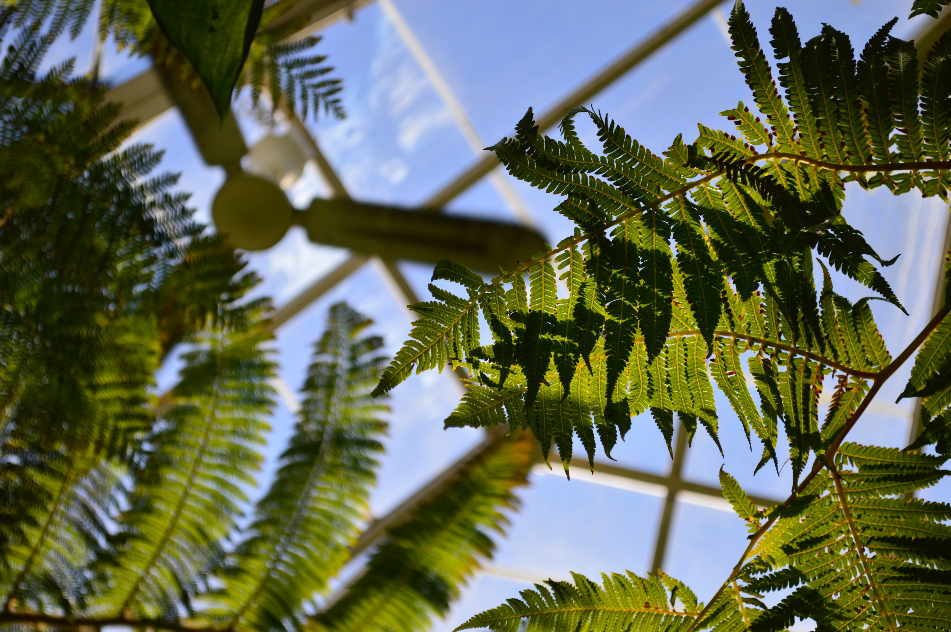greenhouse leafe sky and fern 4k, HD Wallpaper
