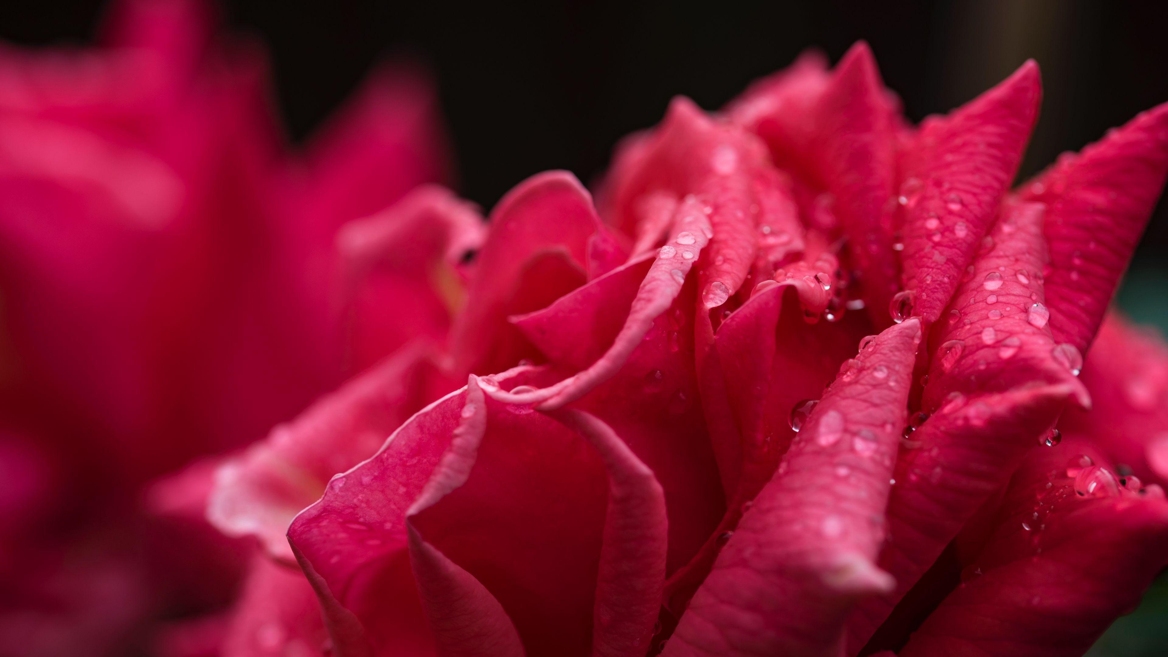 rose, petals, drops, 4k, HD Wallpaper
