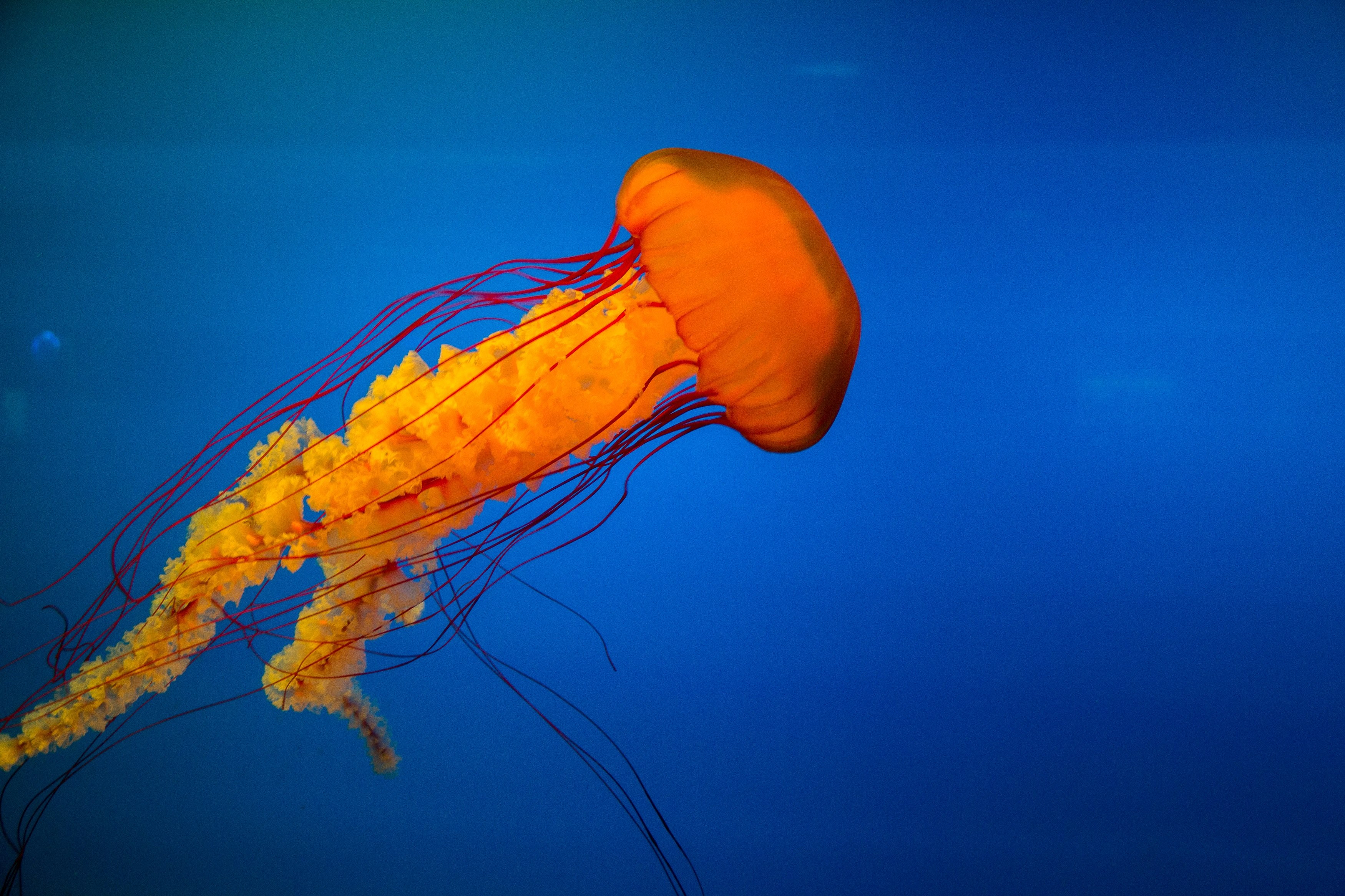 jellyfish sea underwater and ocean 4k, HD Wallpaper