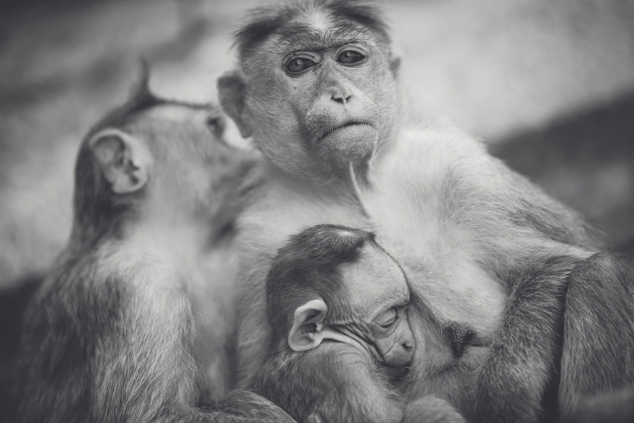 thoughtful black and white photo of a family of monkeys clinging to one another, monkey family in moment of repose 4k, HD Wallpaper