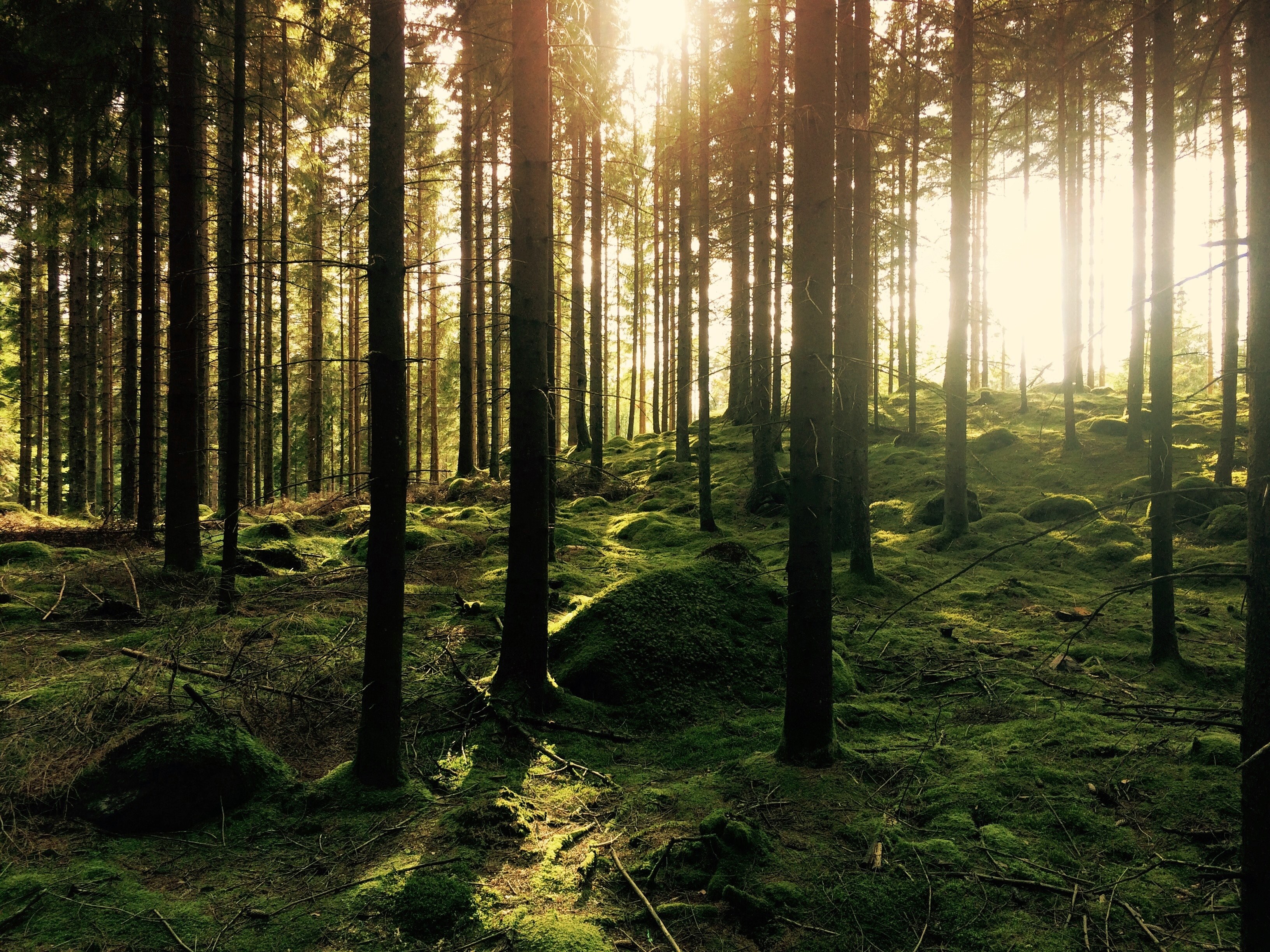 tree forest moss and wood 4k, HD Wallpaper