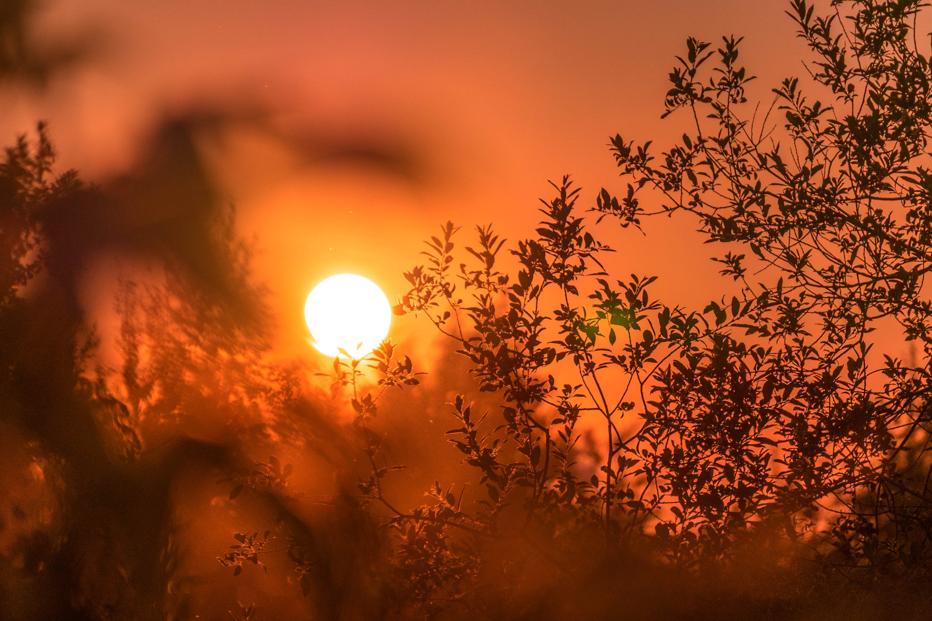 silhouette branch of tree and bright orange sunrise or sunset background in cherepovets, sun orange silhouette and plant 4k, HD Wallpaper