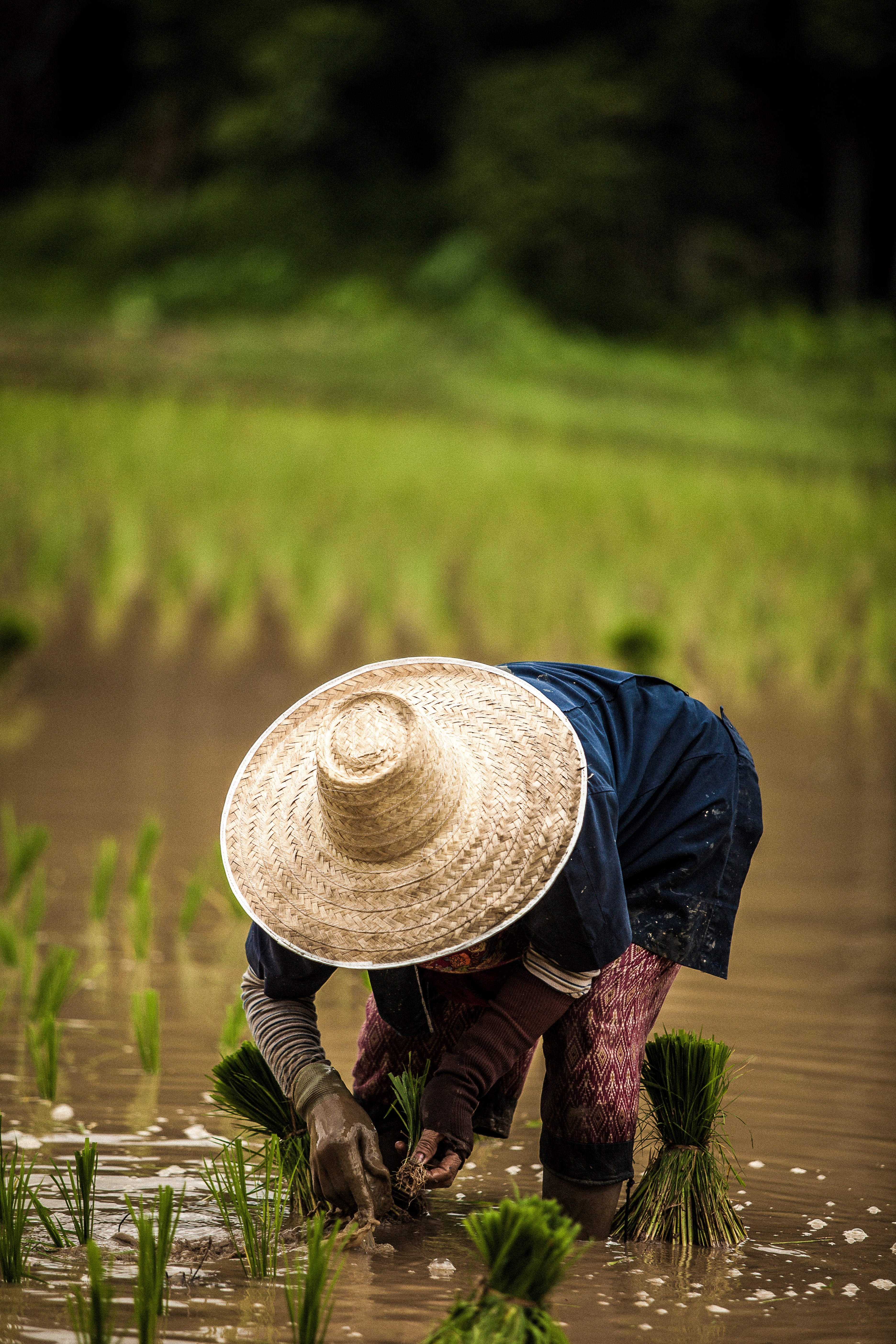woman working on a rice field 4k, Phone HD Wallpaper