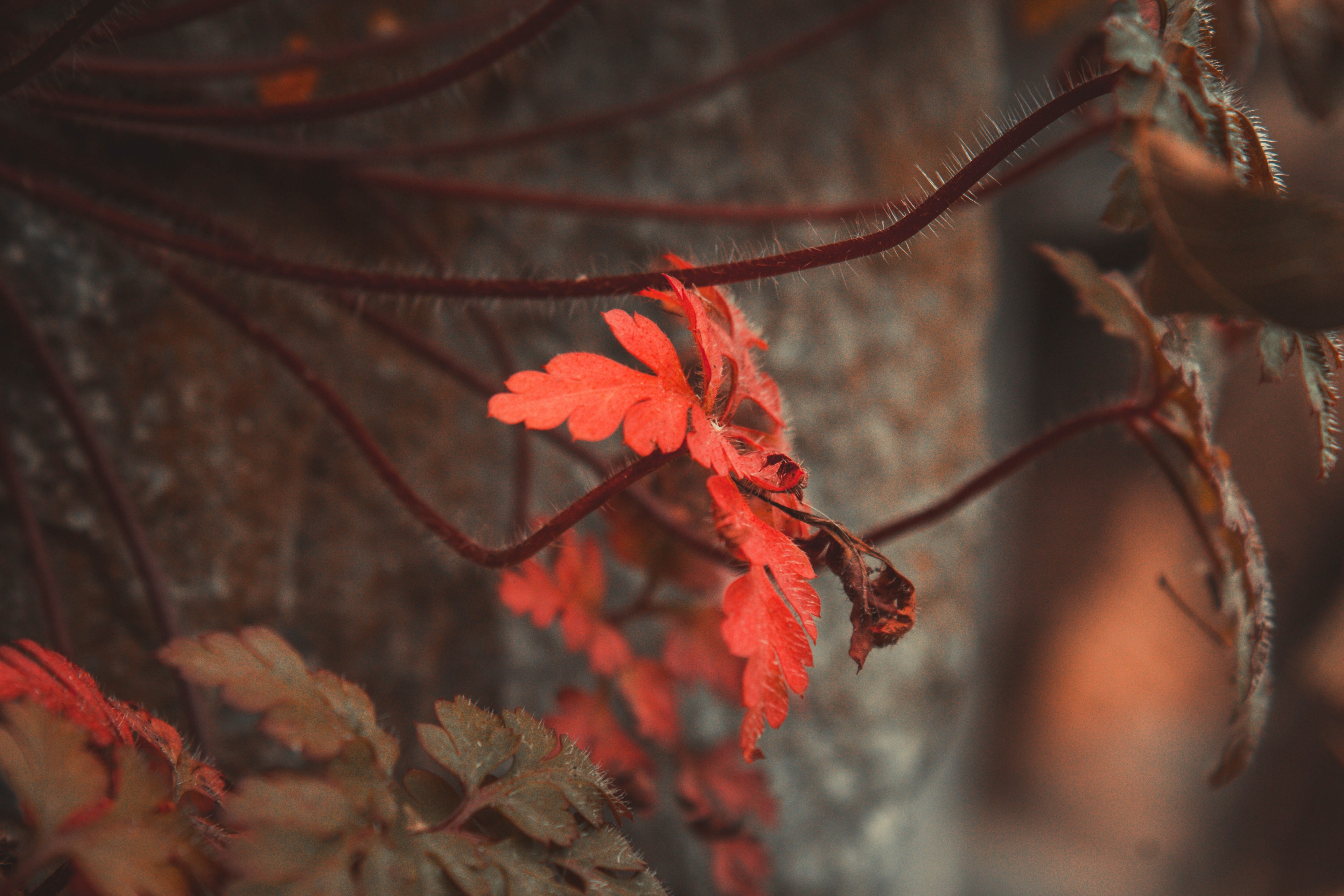 color macro colour and autumn 4k, HD Wallpaper