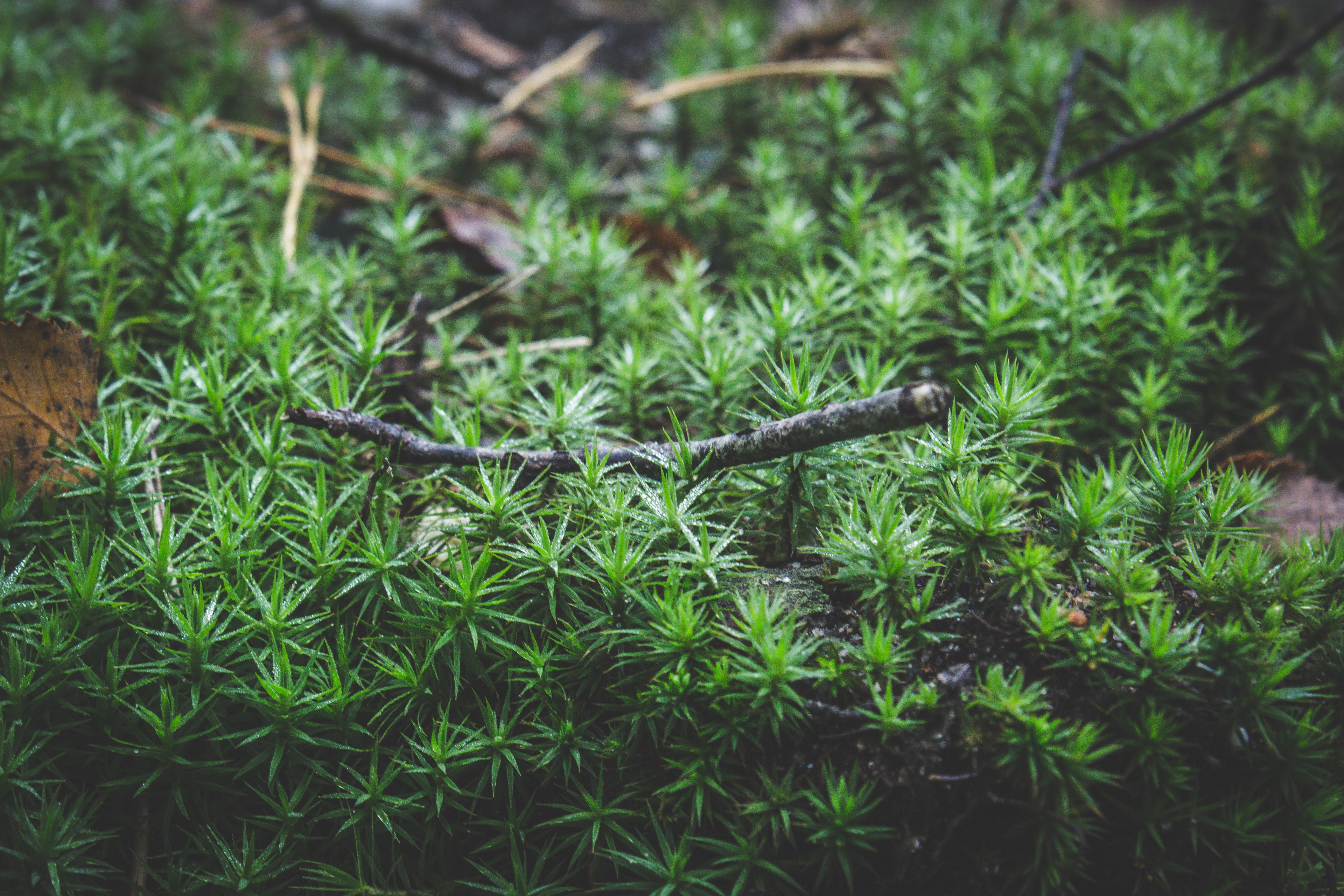 plant atmosphere moody and macro 4k, HD Wallpaper