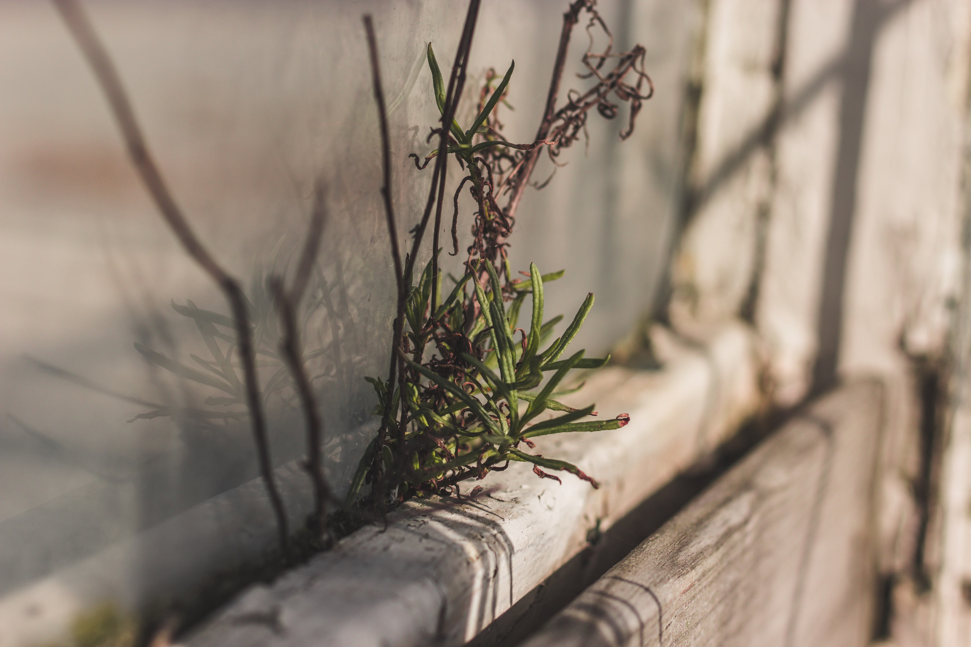 branch plant leaf and leafe 4k, HD Wallpaper