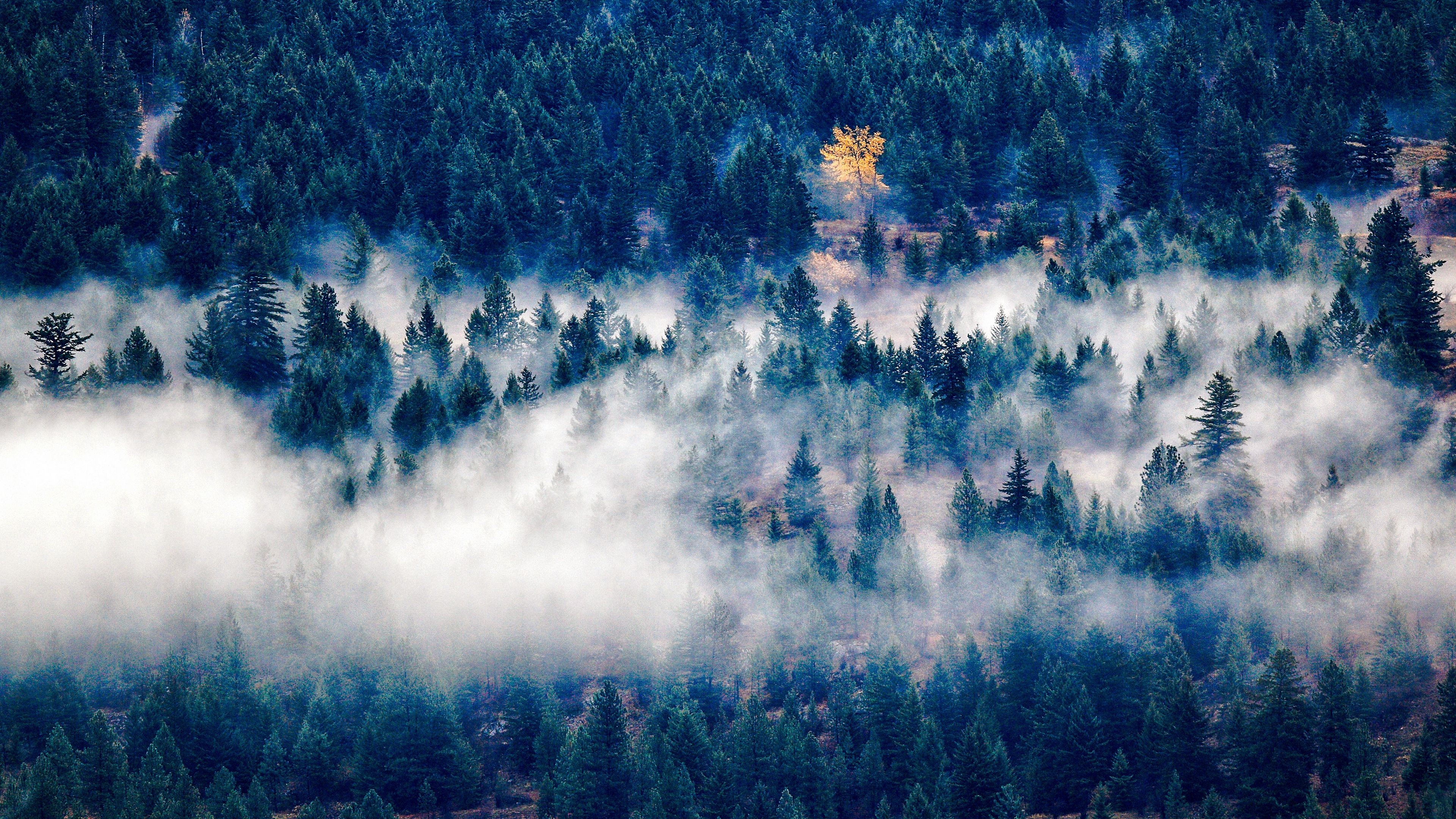 trees, fog, top view, 4k, HD Wallpaper