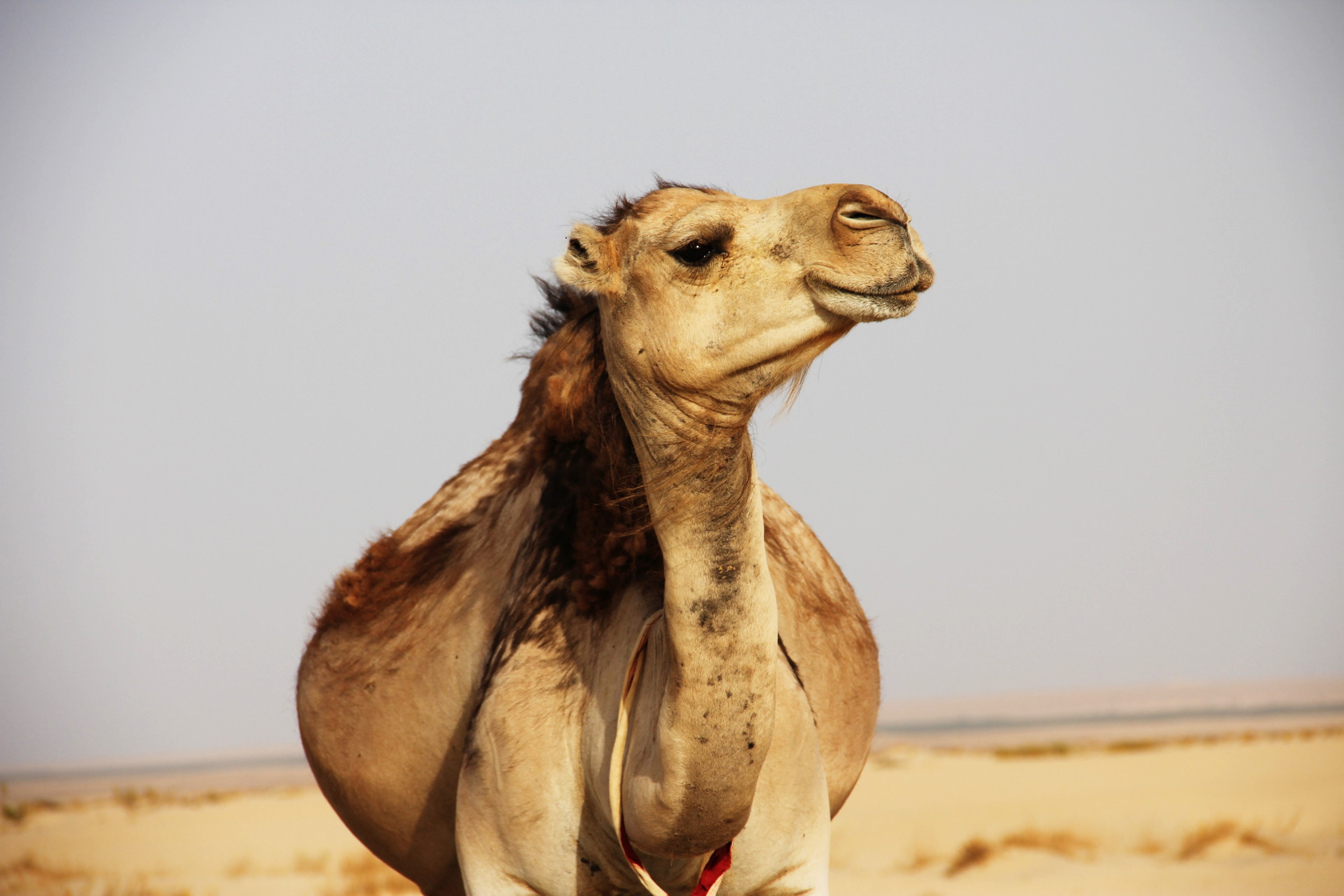 portrait of a camel in the desert of tozeur, hello you 4k, HD Wallpaper