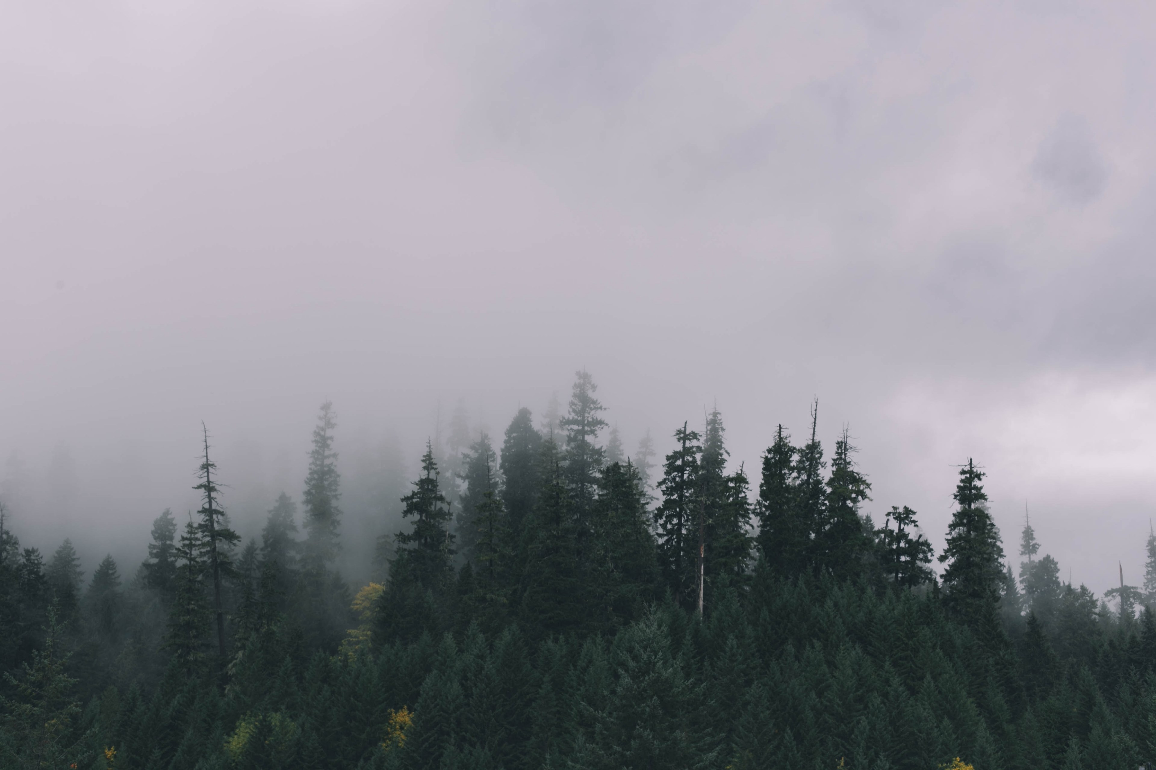 a pine forest wreathed in a mist on a cloudy day, evergreen forest wreathed in fog 4k, HD Wallpaper
