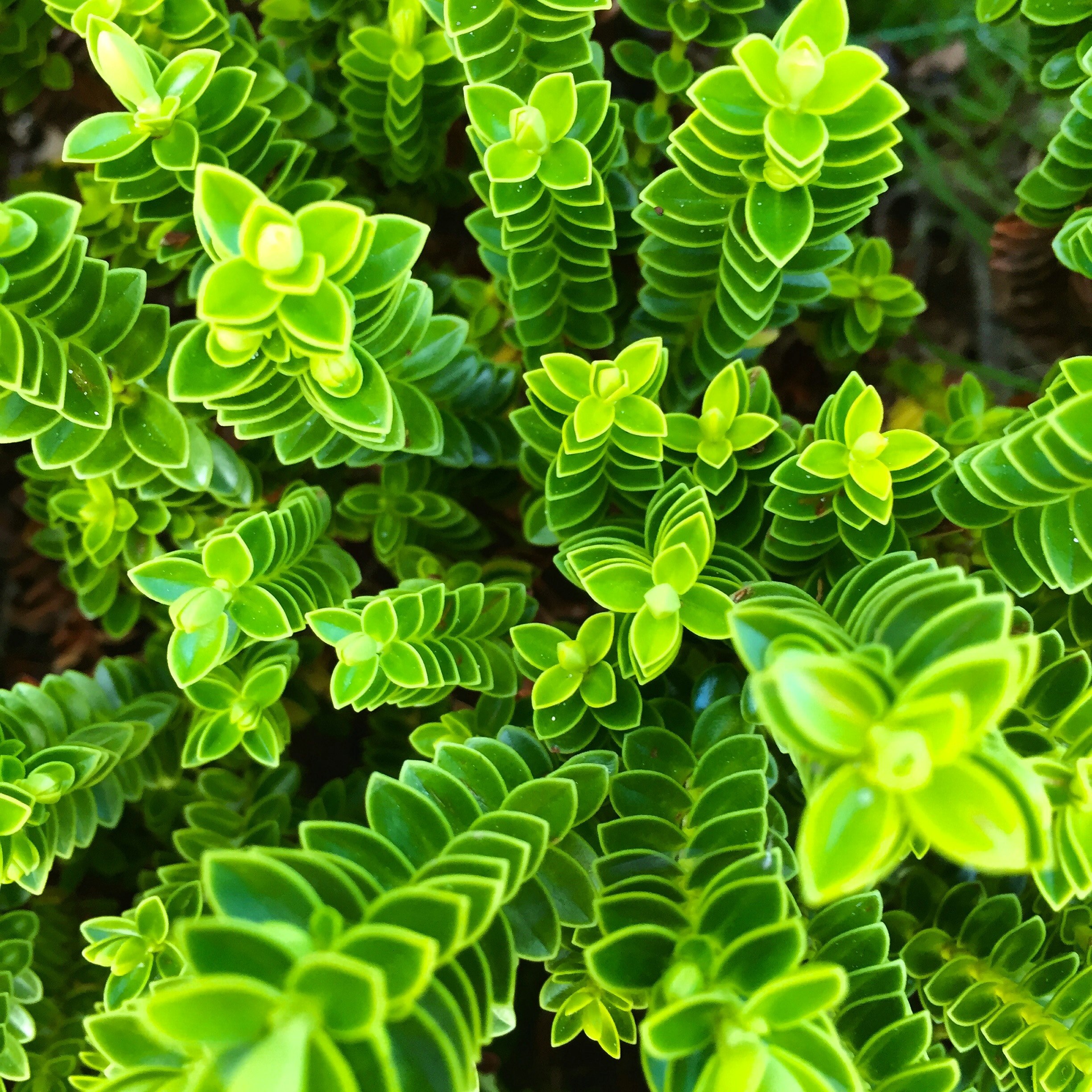 an overhead shot of tall green plants with regular leaves, green plant columns 4k, HD Wallpaper