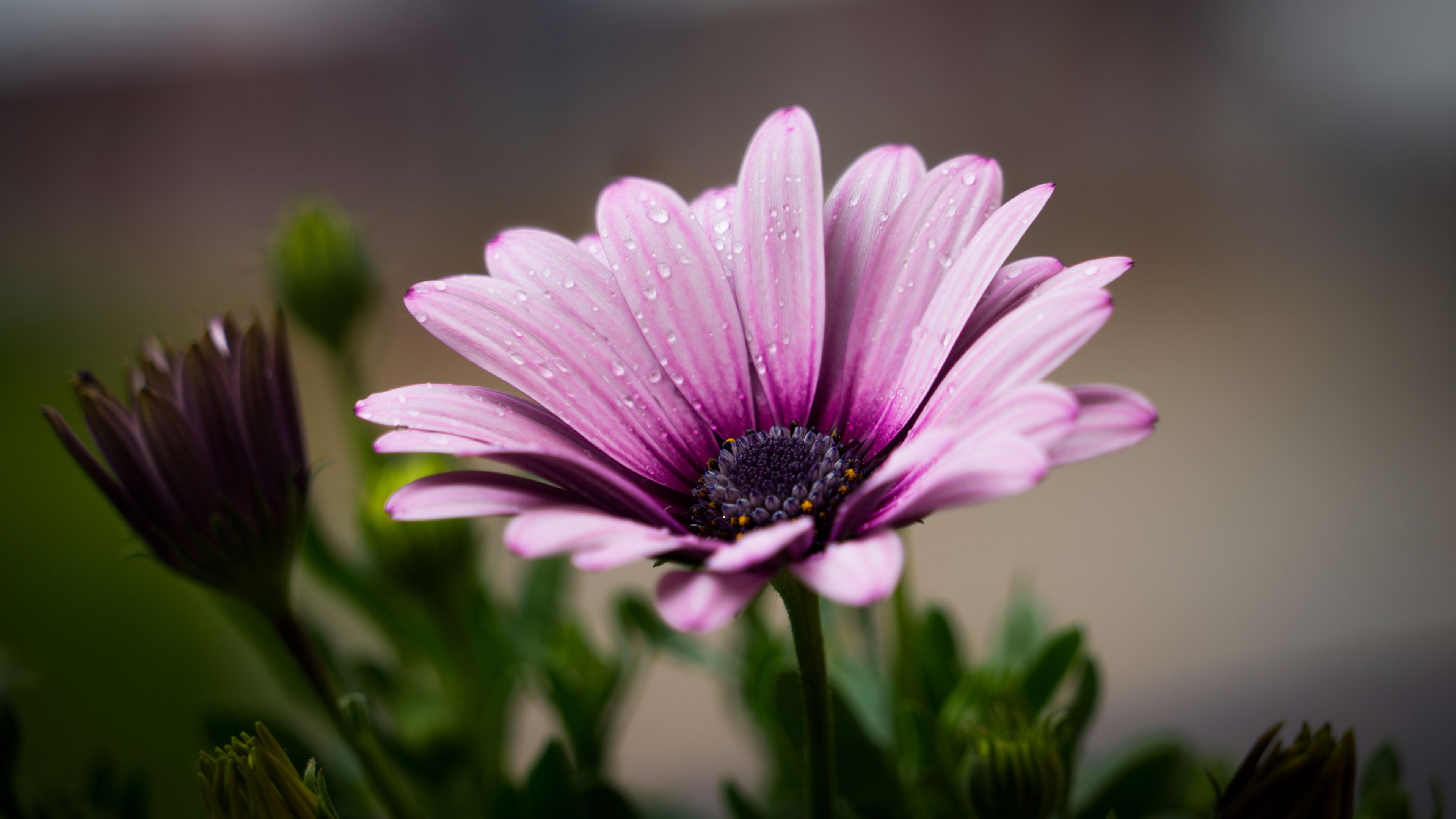 flower, petals, drops, lilac, 4k, HD Wallpaper