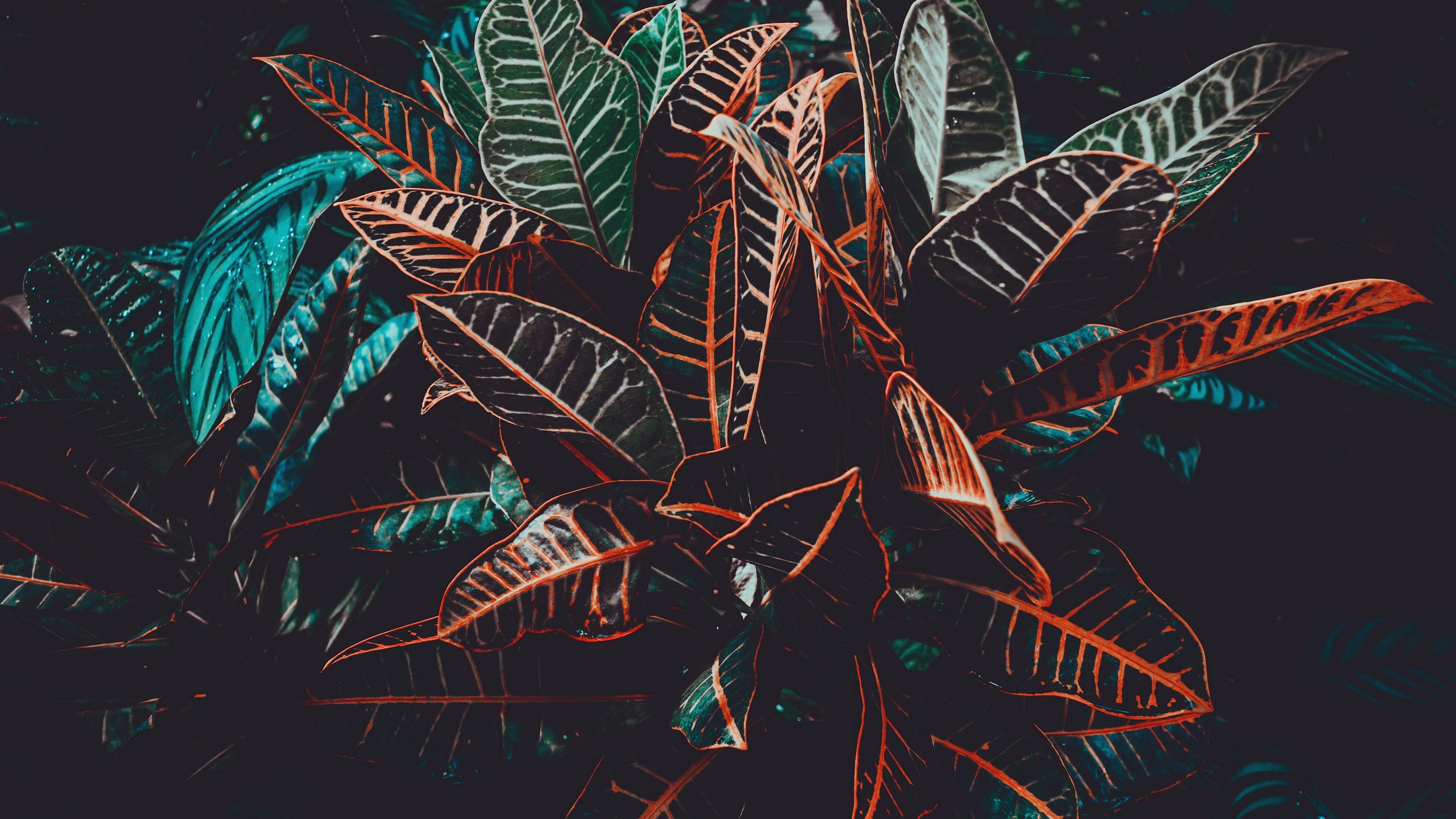 plant, leaves, venation, 4k, HD Wallpaper