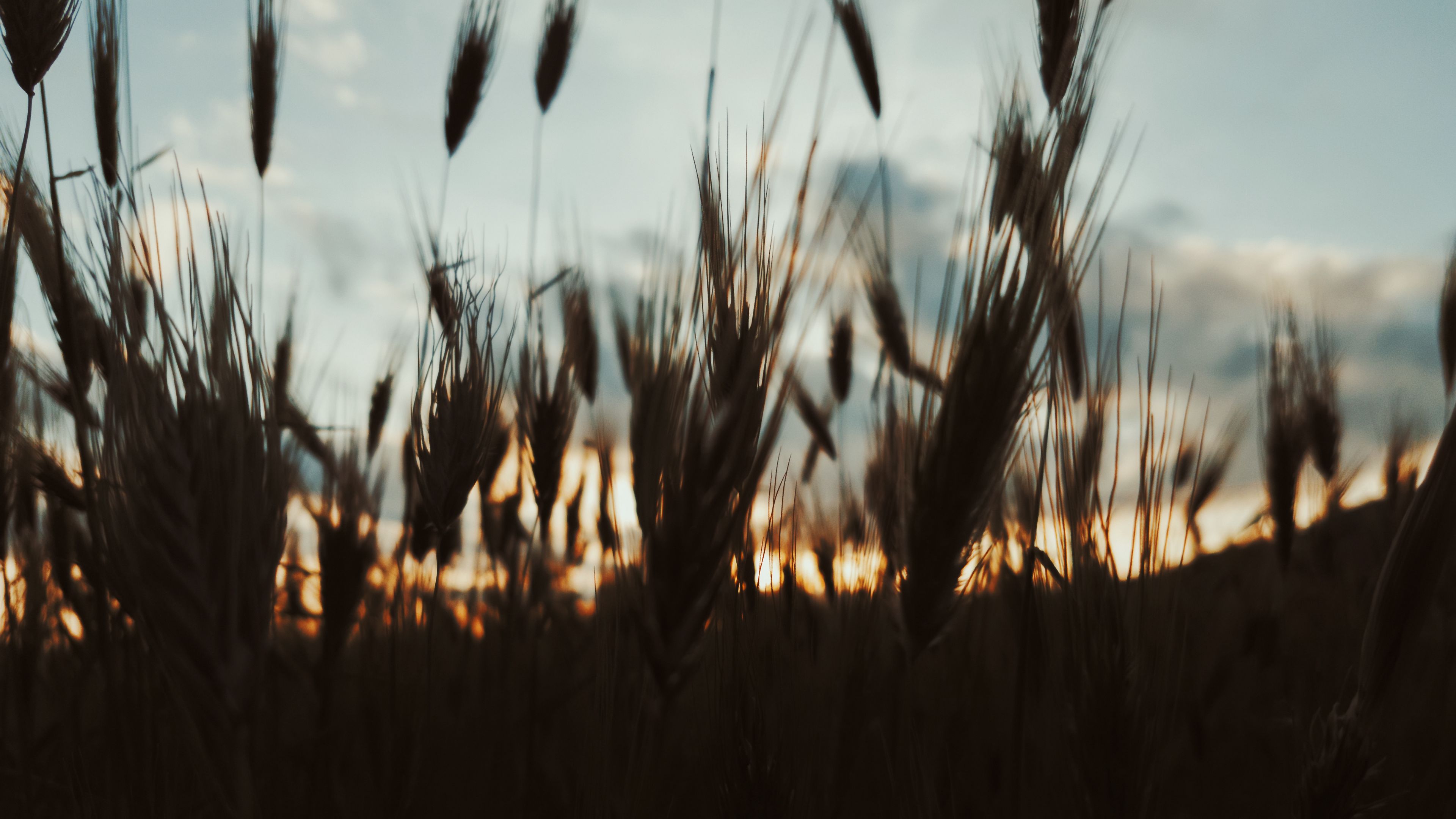 ears, plants, sky, evening, 4k, HD Wallpaper