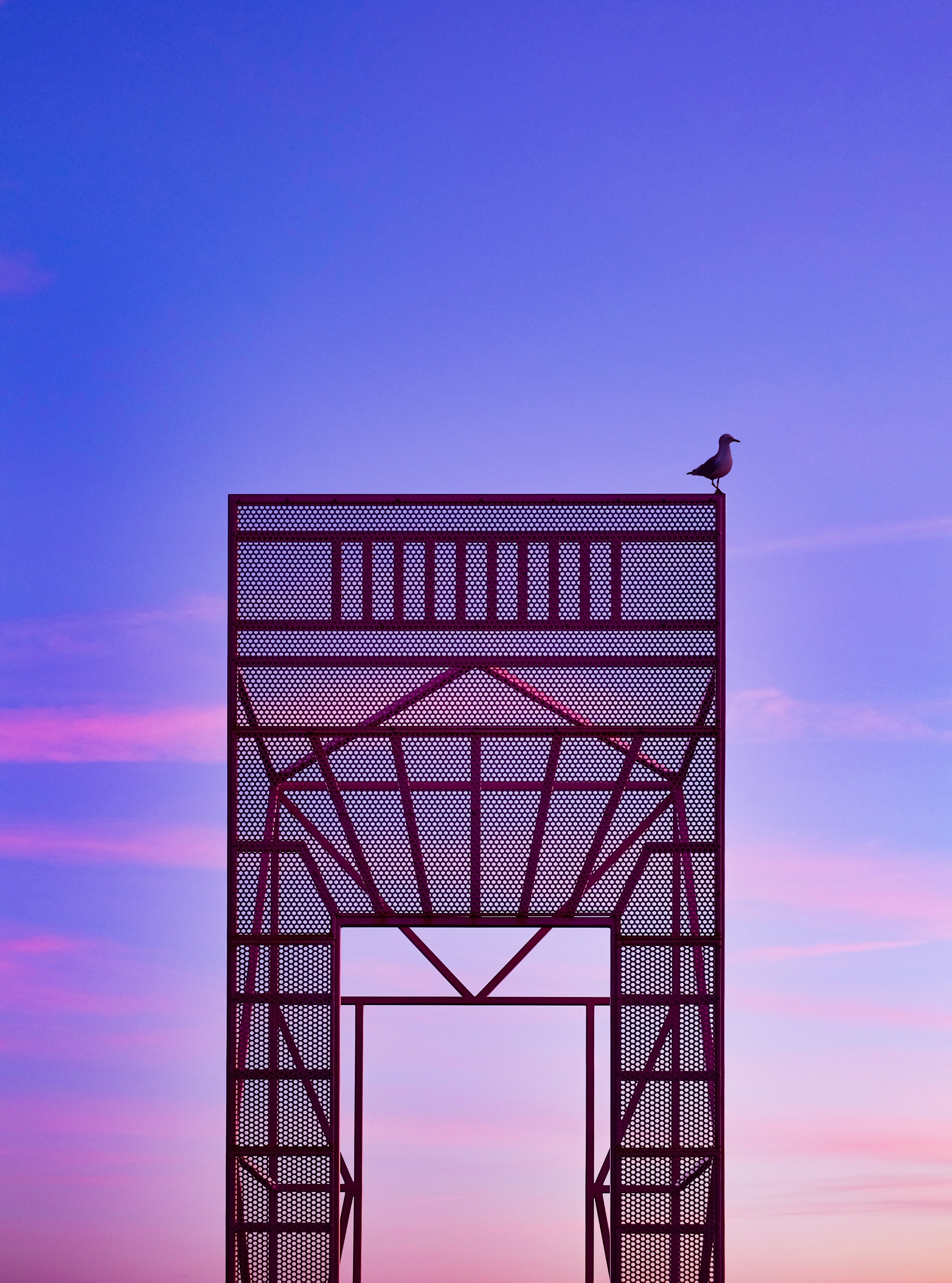 seagull 4k, Phone HD Wallpaper