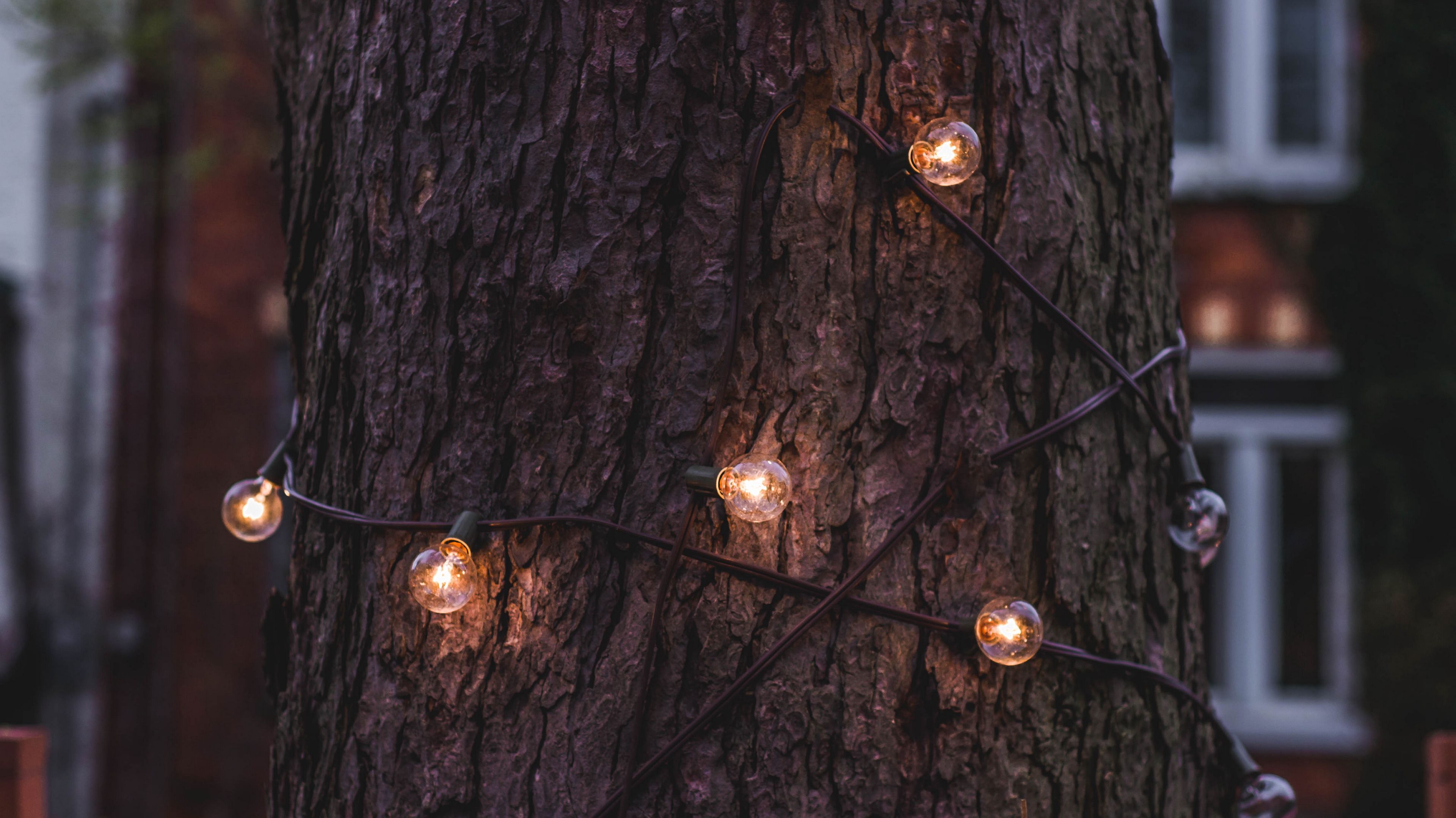 trunk, bark, tree, lamp, garland, 4k, HD Wallpaper
