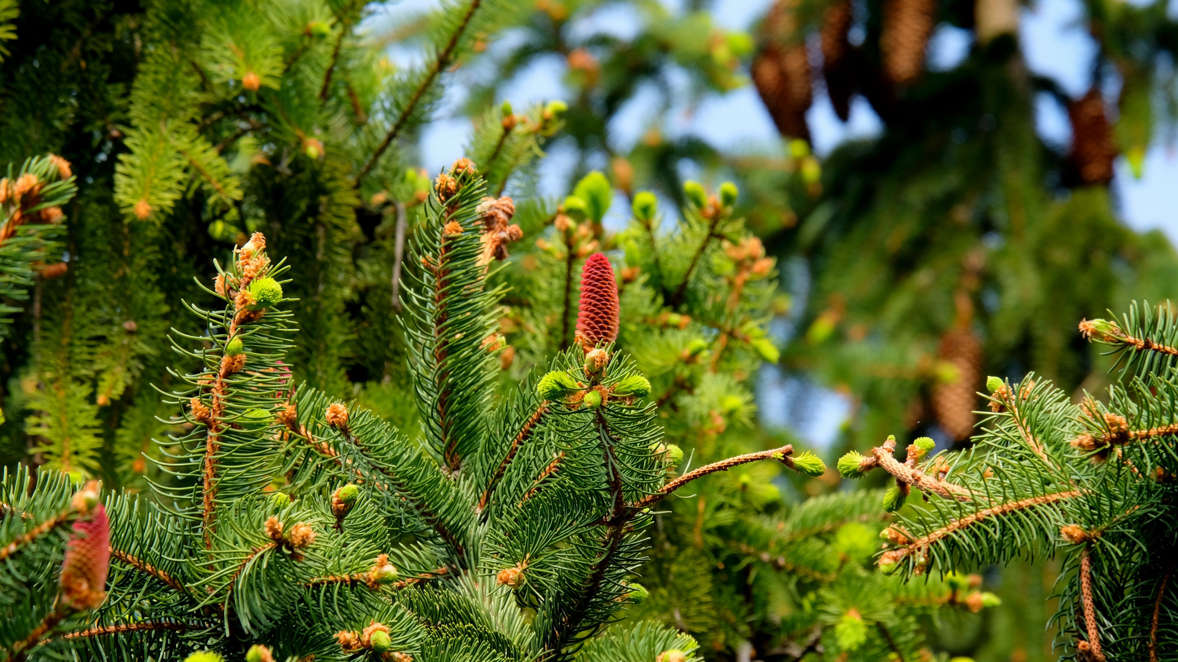 fir, needles, cones, 4k, HD Wallpaper