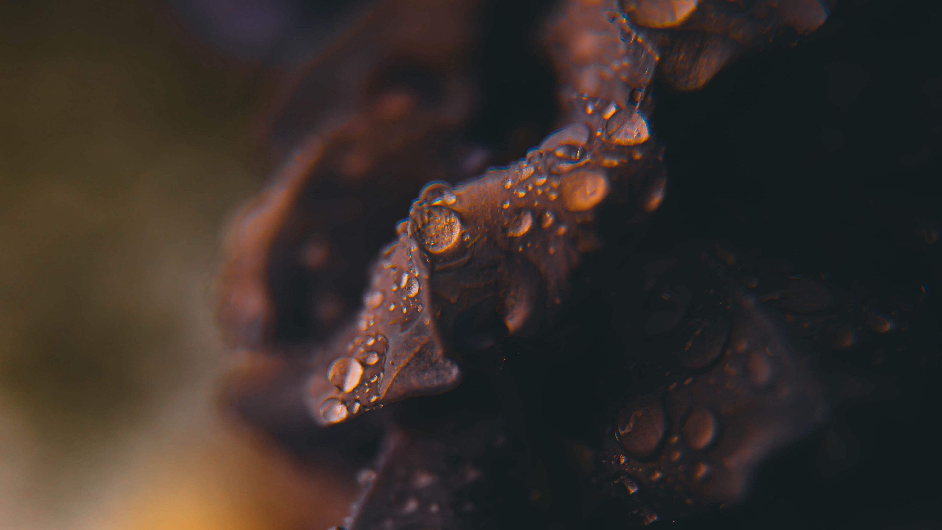 drops, macro, blurred, 4k, HD Wallpaper