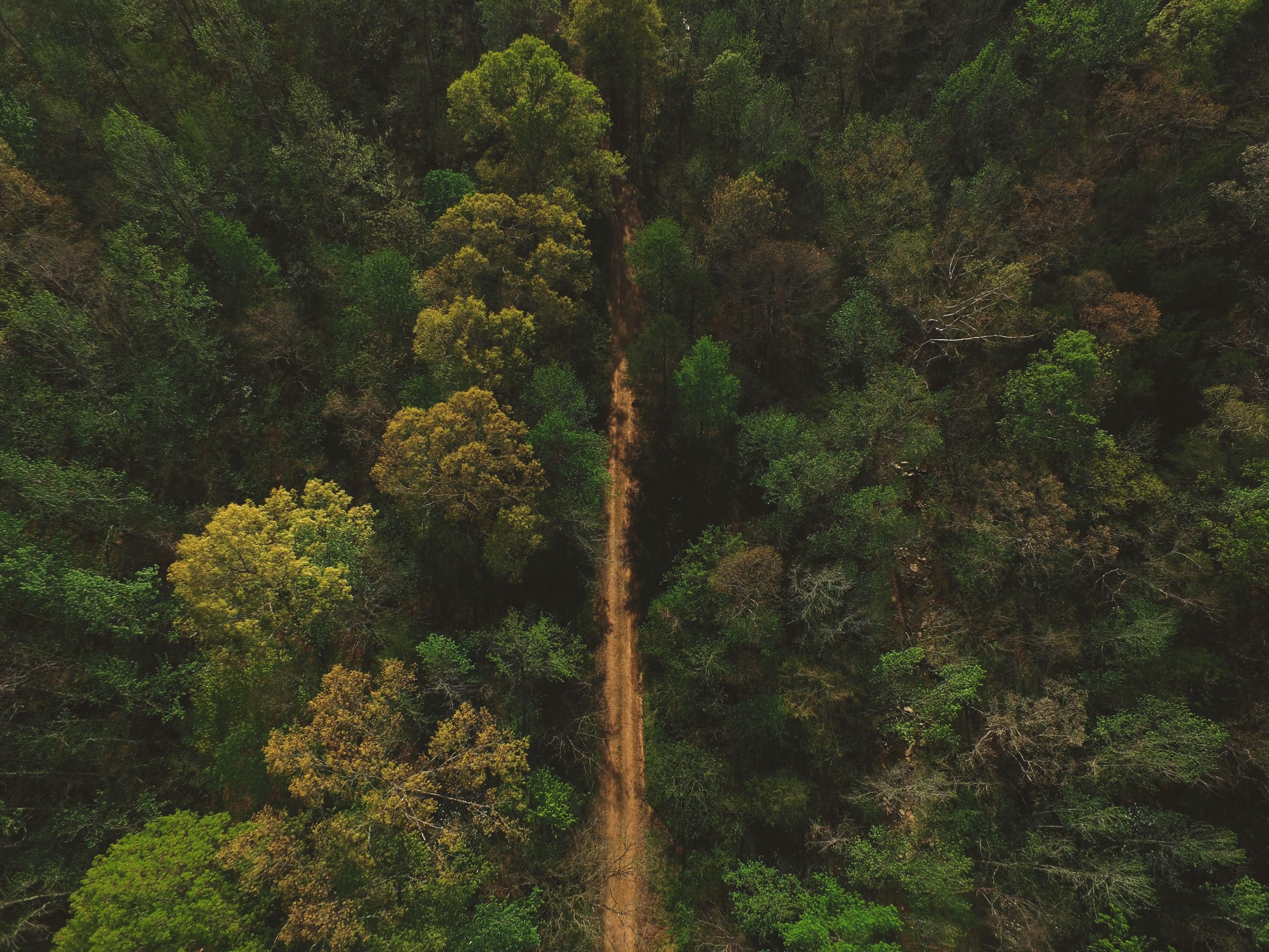 road less traveled 4k, HD Wallpaper