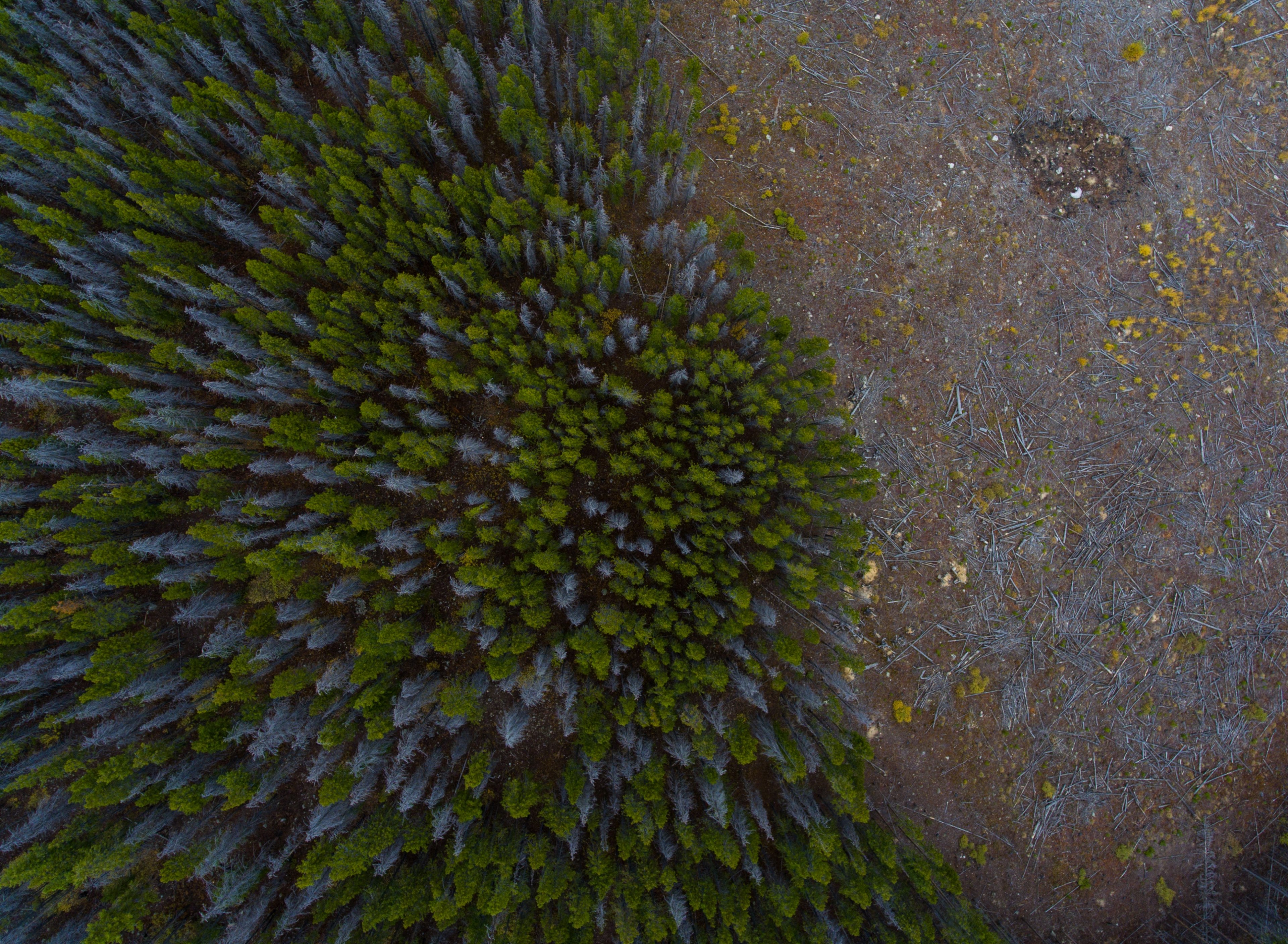 a drone shot of a clearing in an evergreen forest in silverthorne colorado, forest clearing from above 4k, HD Wallpaper