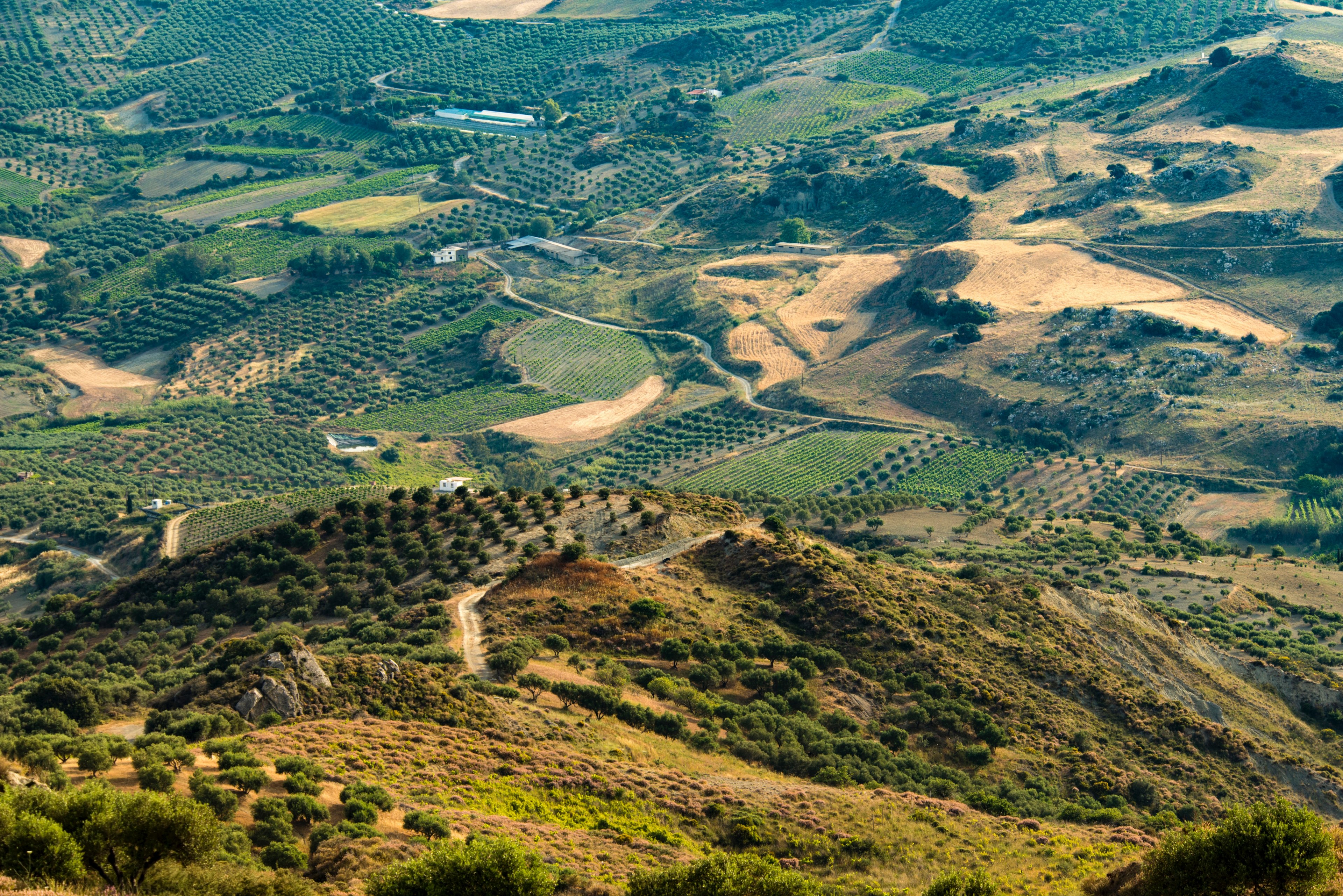 hill tree land and agriculture 4k, HD Wallpaper