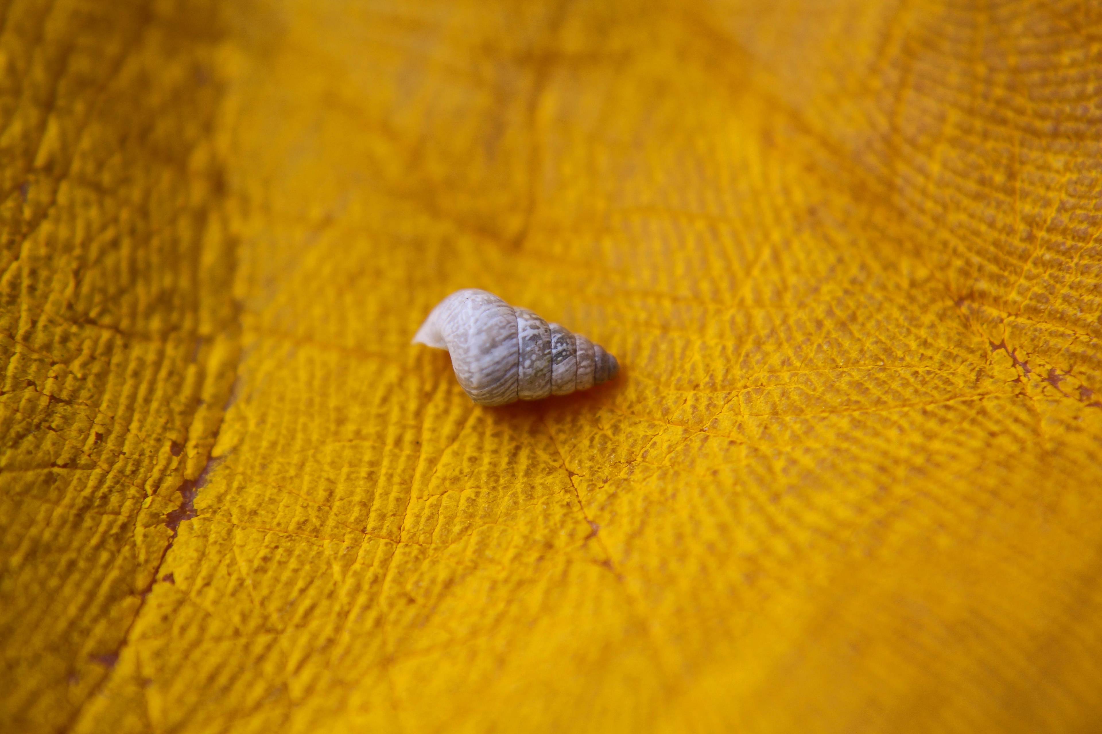 shell macro seashell and closeup 4k, HD Wallpaper