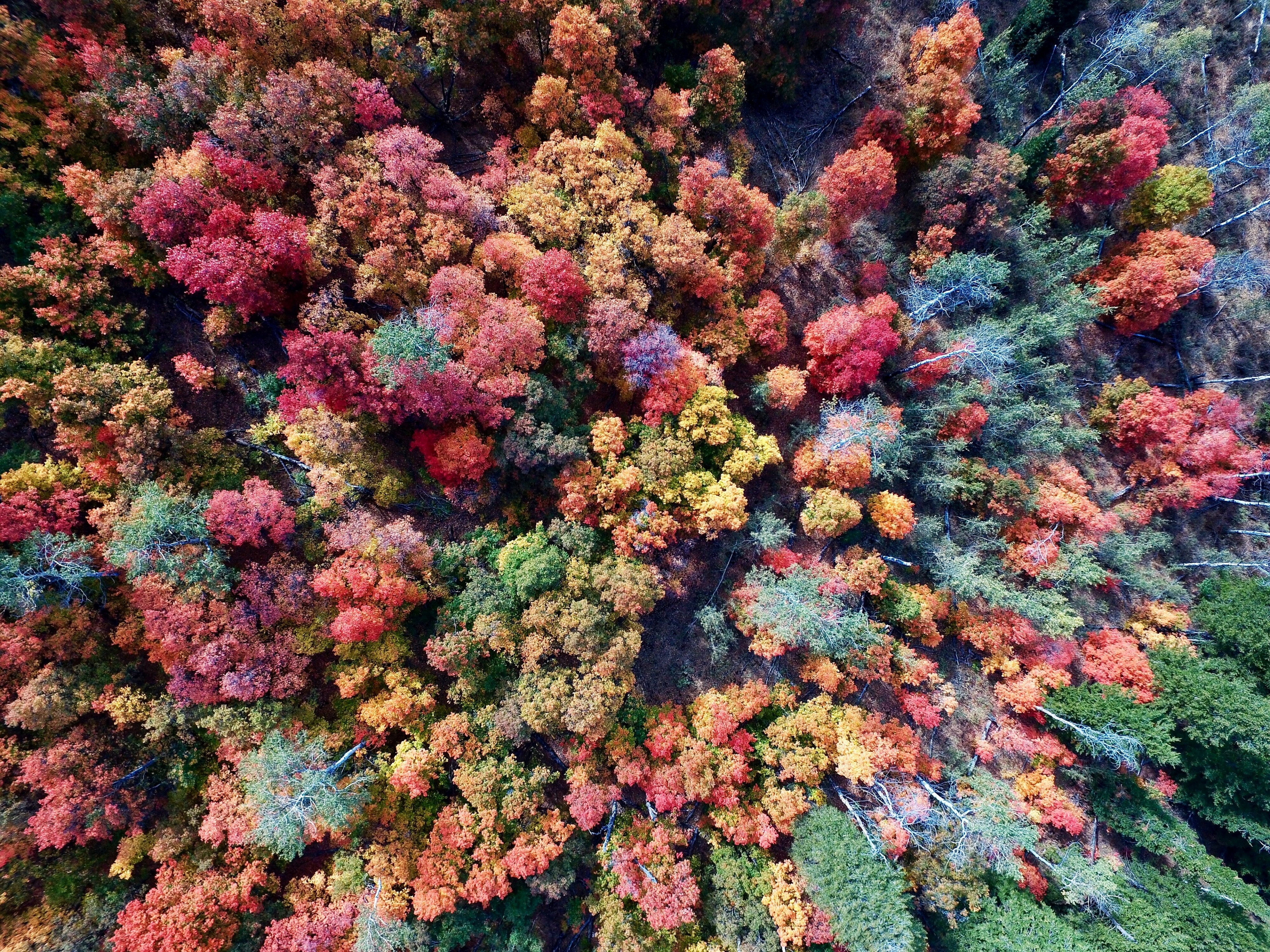 drone shot of a forest in autumn colors, beautiful autumn forest 4k, HD Wallpaper