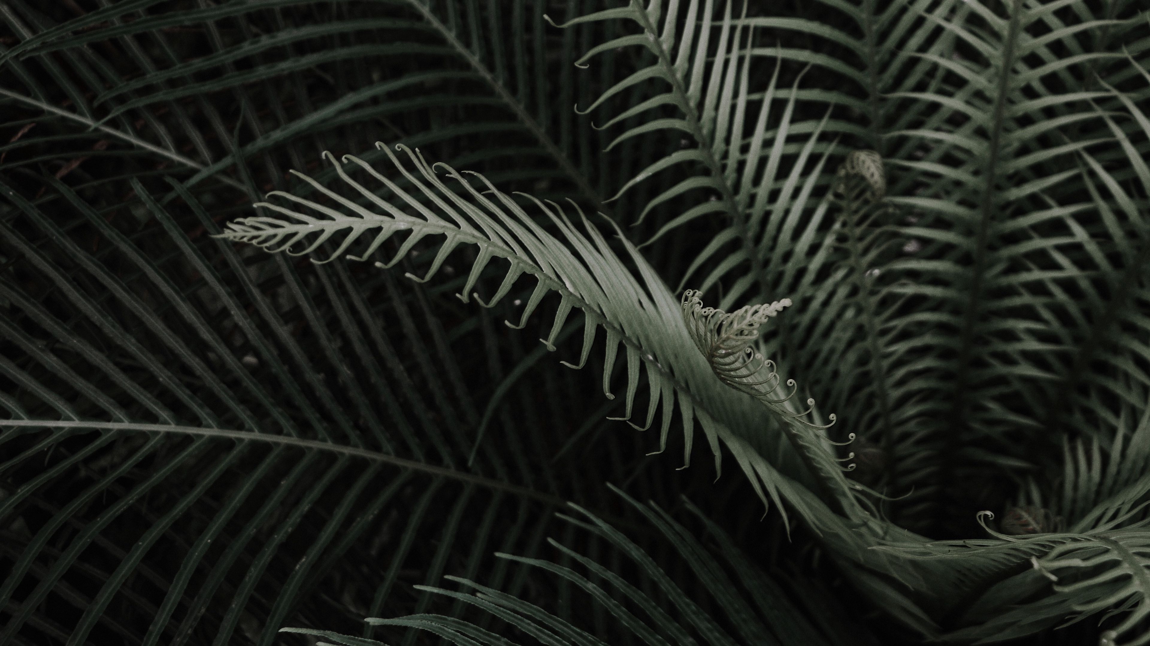 plant, branches, leaves, 4k, HD Wallpaper