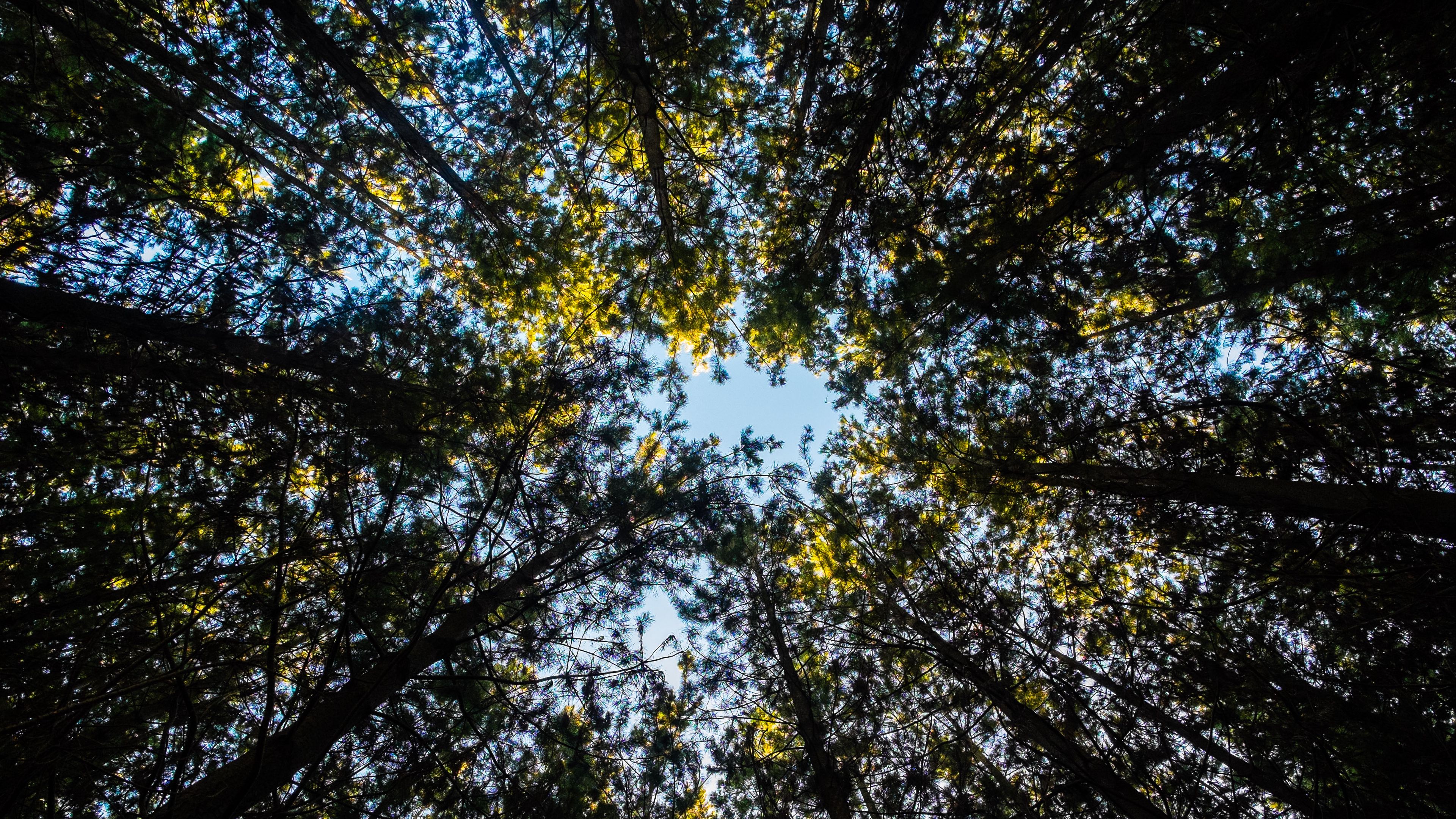 trees, tops, sky, leaves, 4k, HD Wallpaper