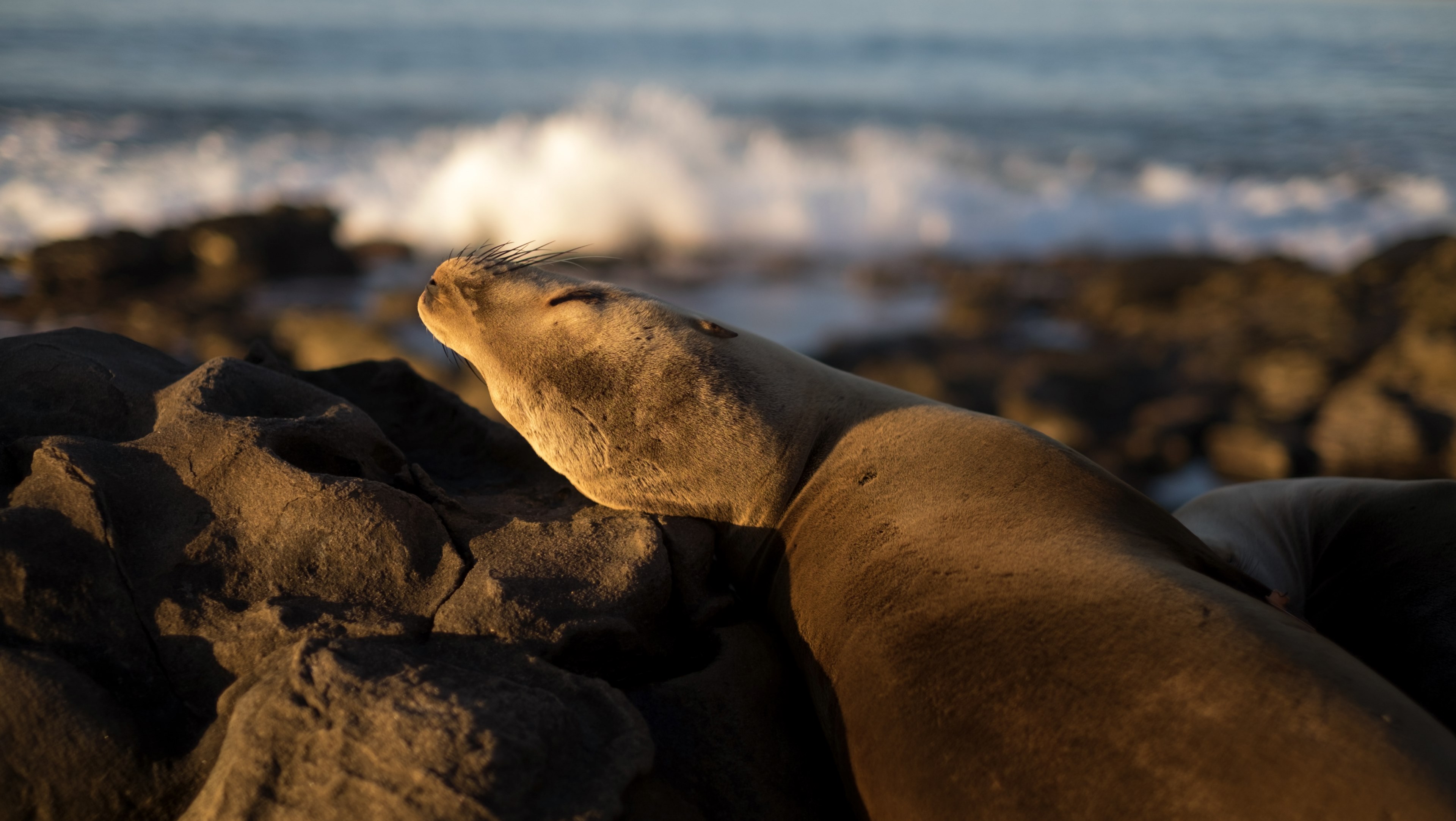 chilling sea lion 4k, HD Wallpaper