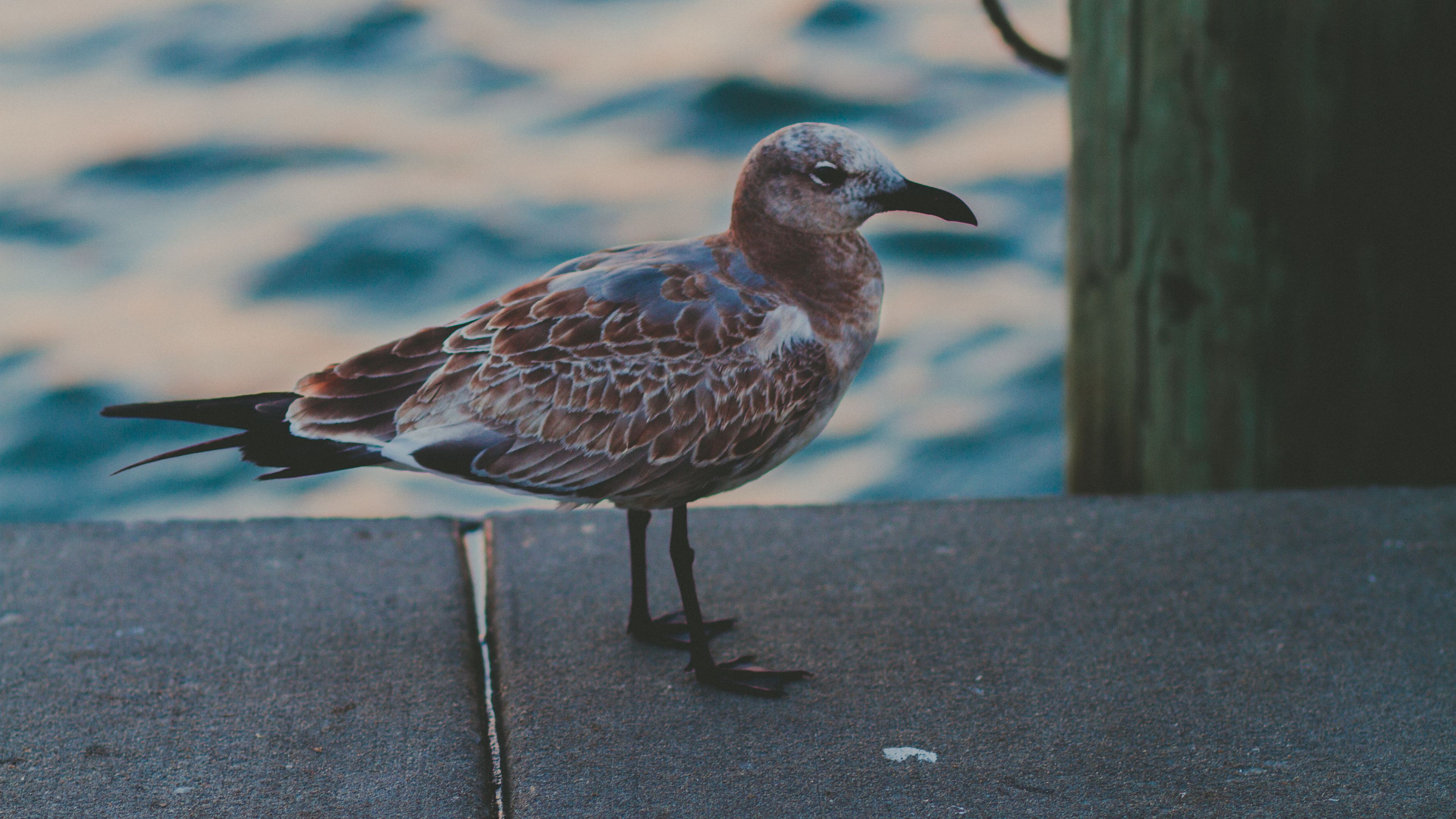 seagull, sea, bird, spotted, 4k, HD Wallpaper