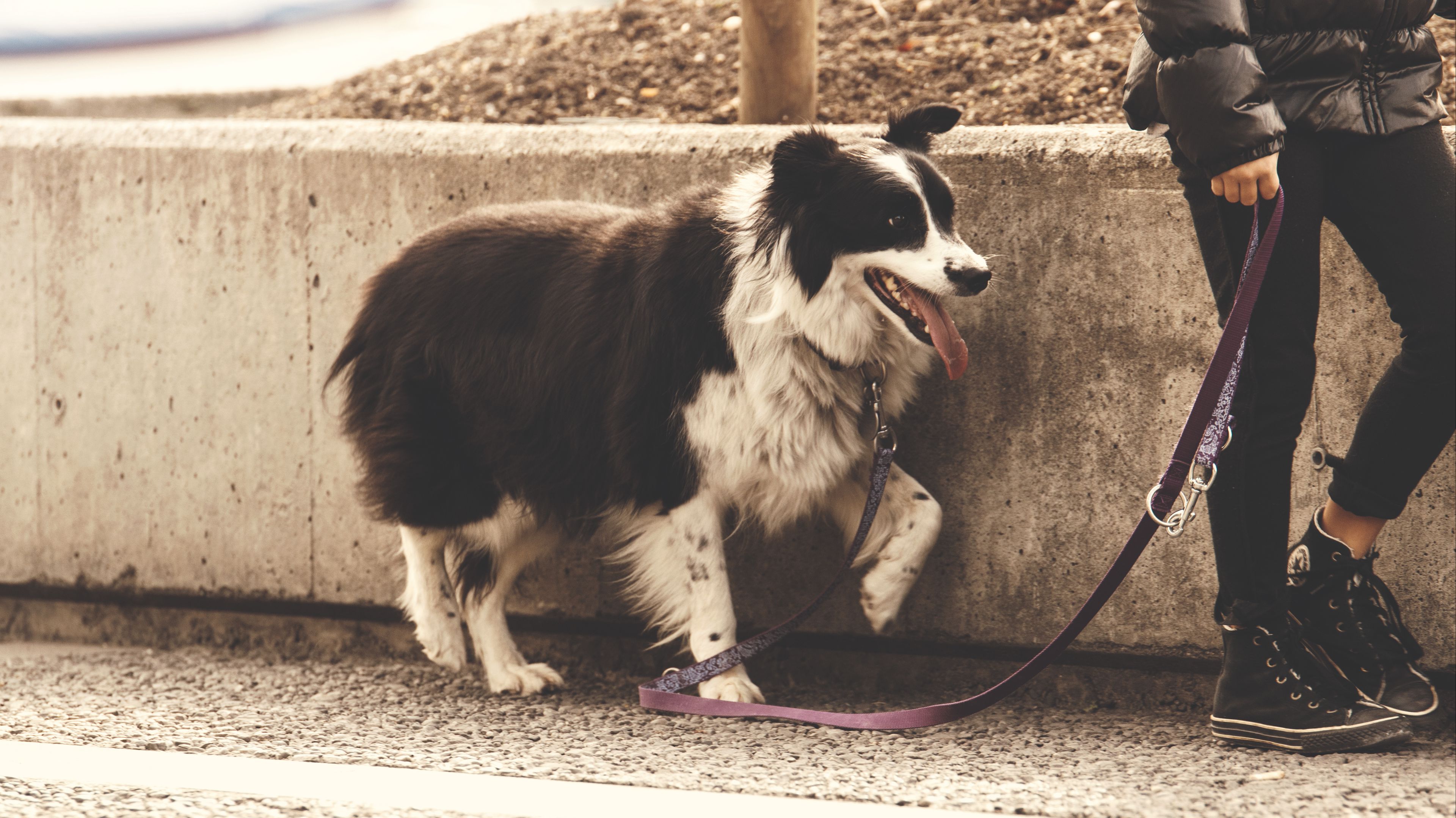 dog, leash, walk, 4k, HD Wallpaper