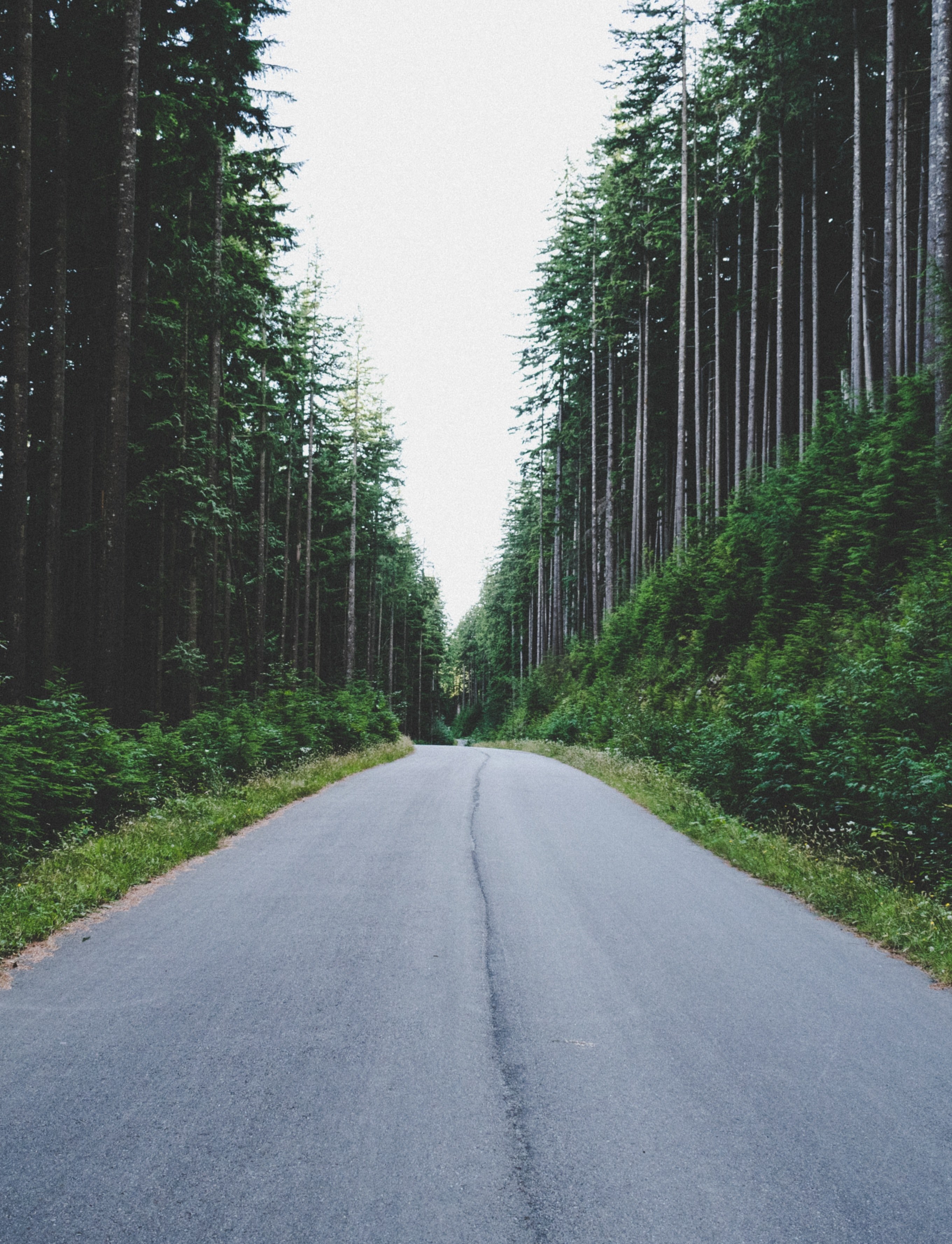 a road through a forest 4k, Phone HD Wallpaper