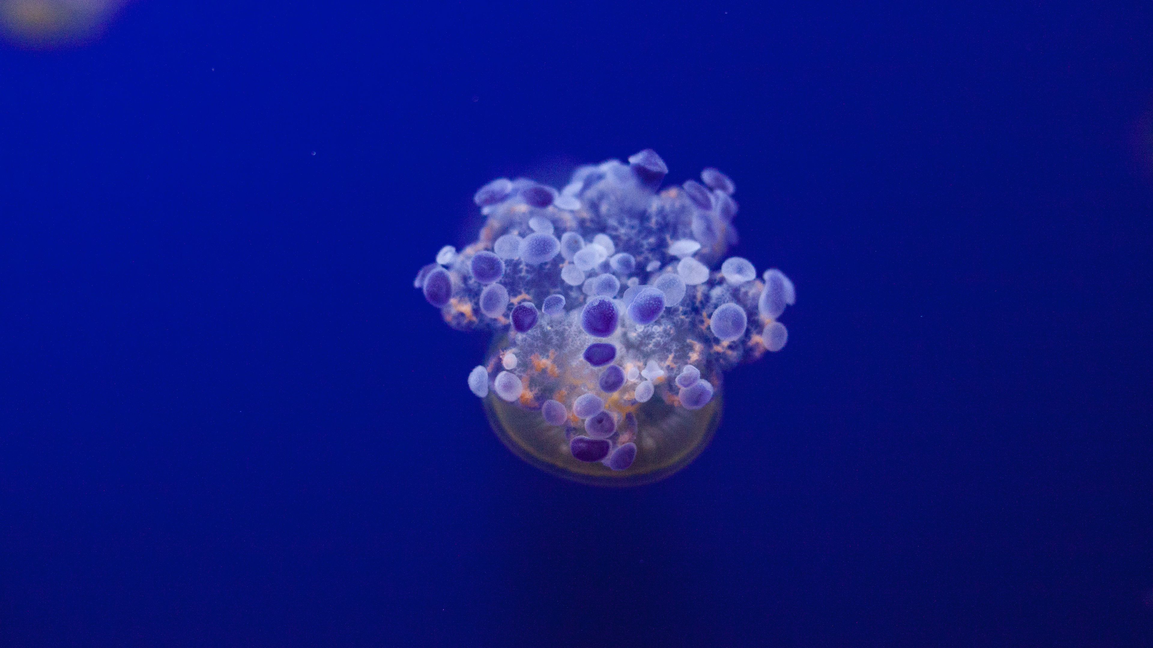 jellyfish, tentacles, underwater world, variety, 4k, HD Wallpaper
