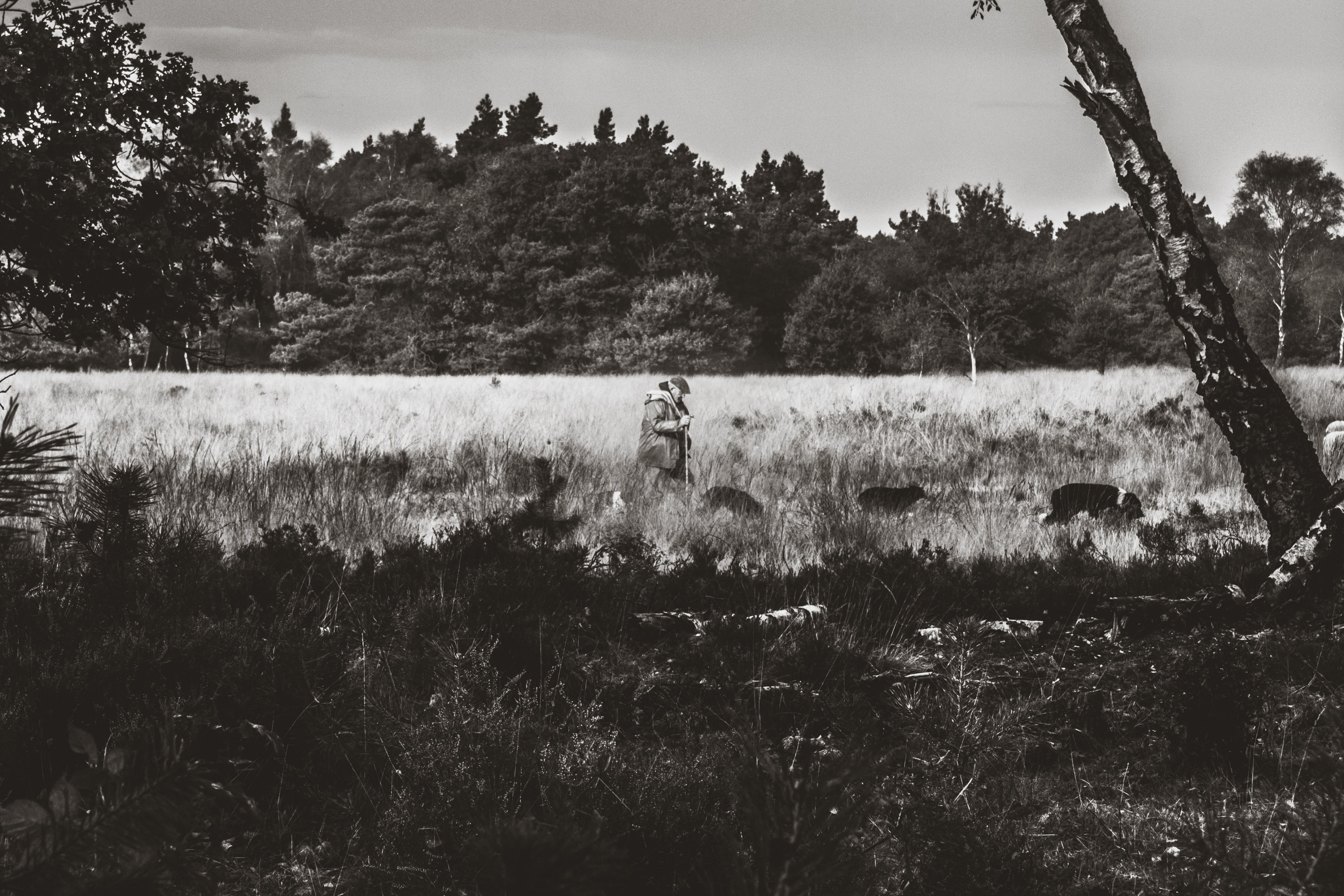 rural nature constrast and monochromatic 4k, HD Wallpaper