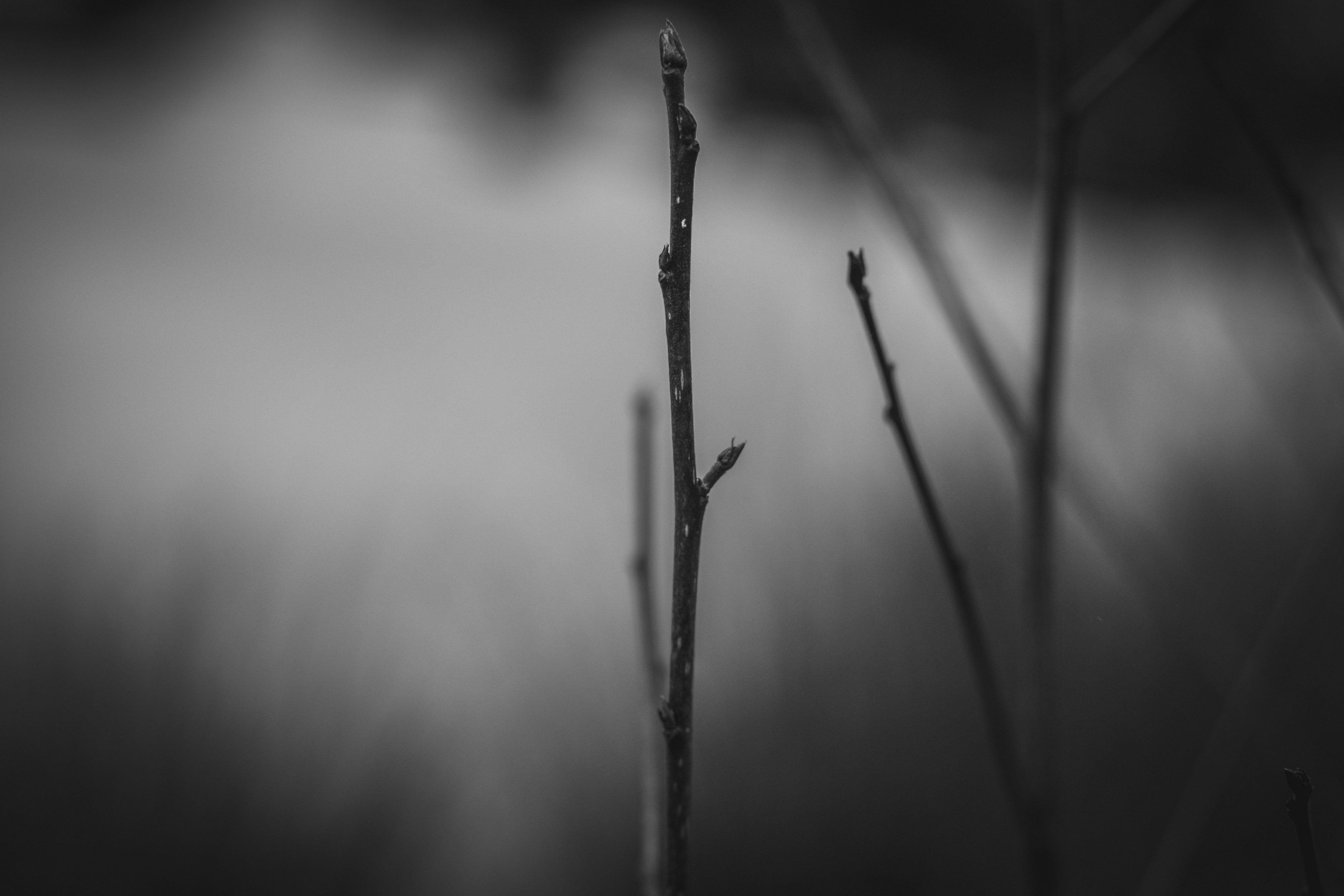 plant branch monochromatic and bnw 4k, HD Wallpaper