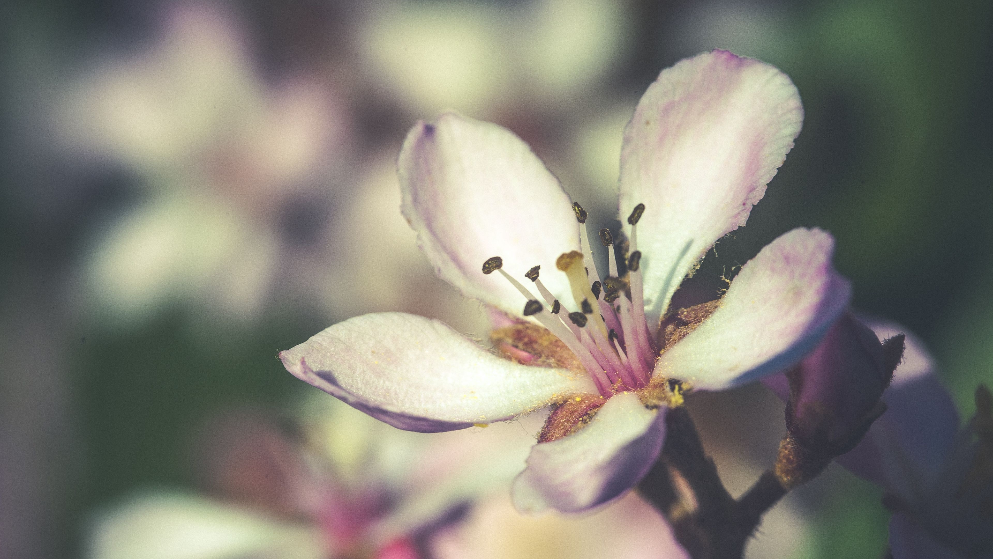 flower, spring, bloom, petals, 4k, HD Wallpaper