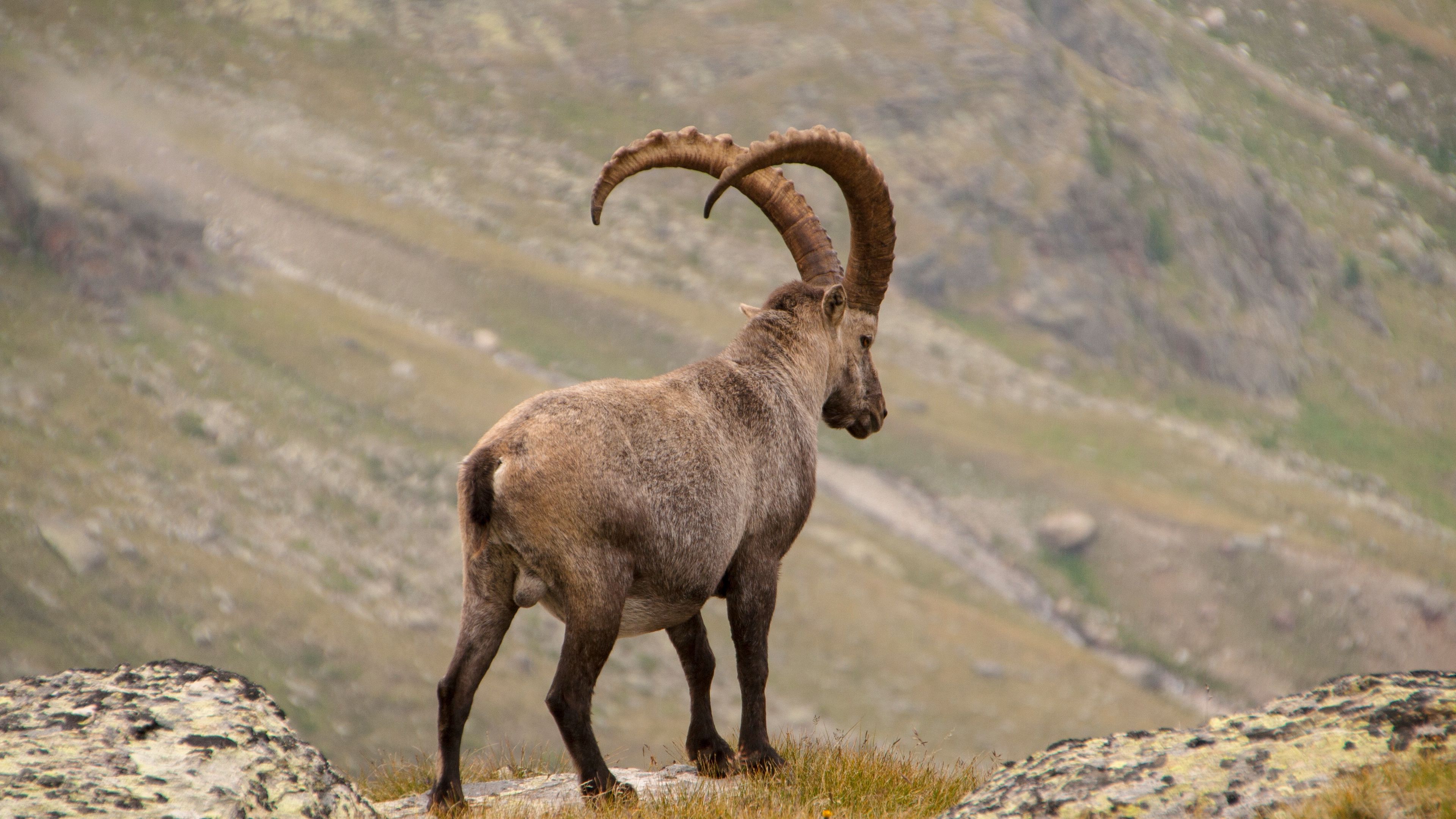 alpine ibex, goat, mountains, horns, 4k, HD Wallpaper